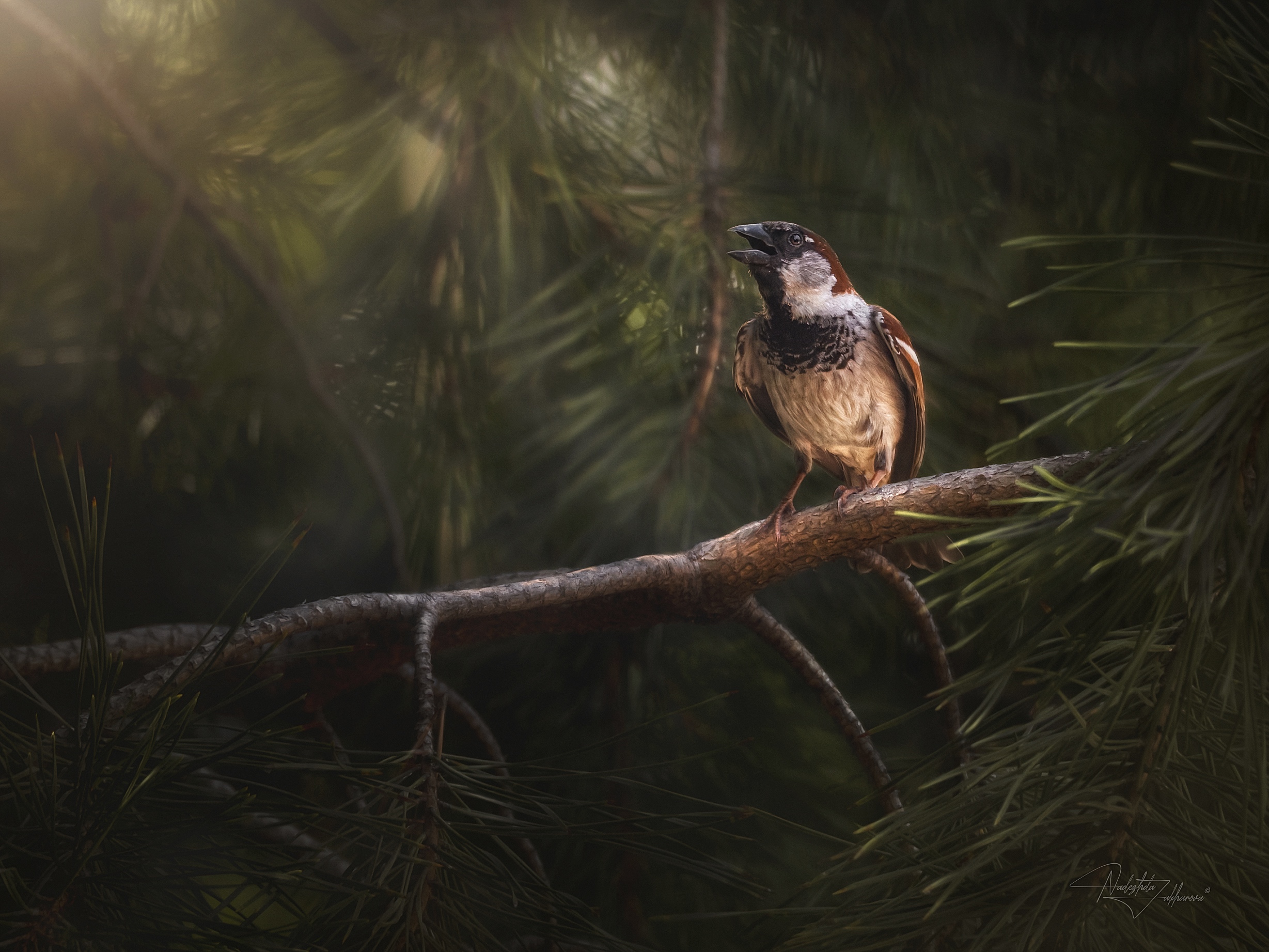 наблюдения за птицами, воробьи, воробей, воробей домовой, птицы, портреты птиц, эмоции, лето, лето2025, Захарова Надежда