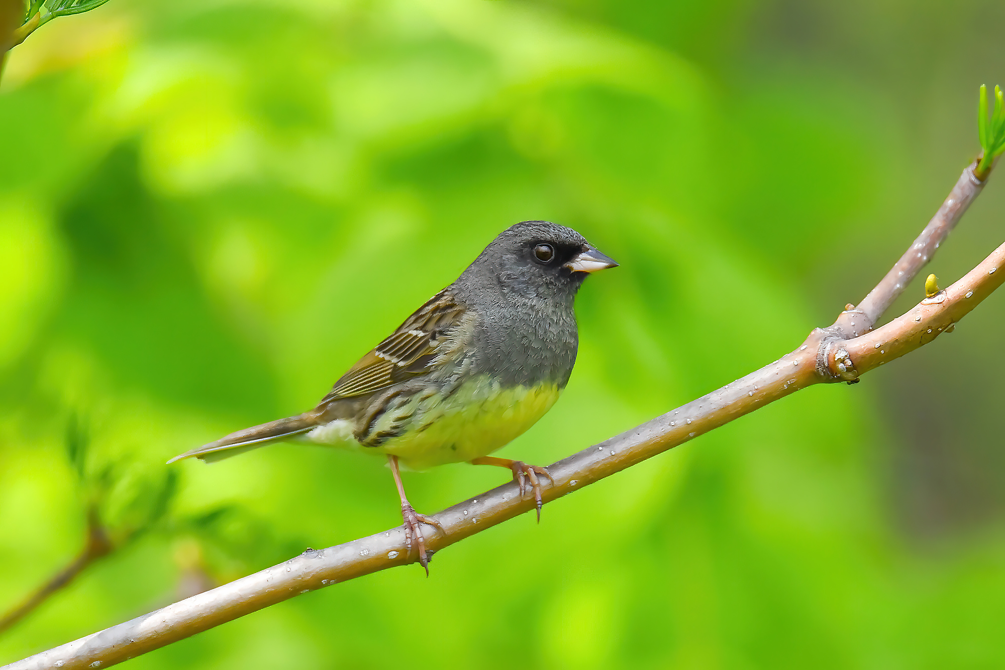 , Бухвалова Анастасия