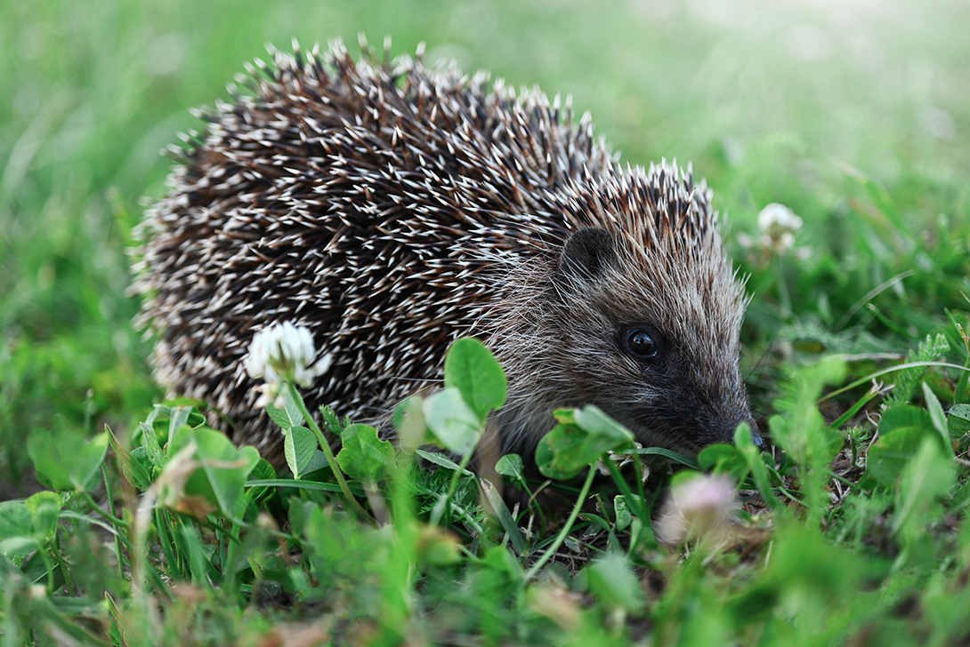 , Калёв Сергей