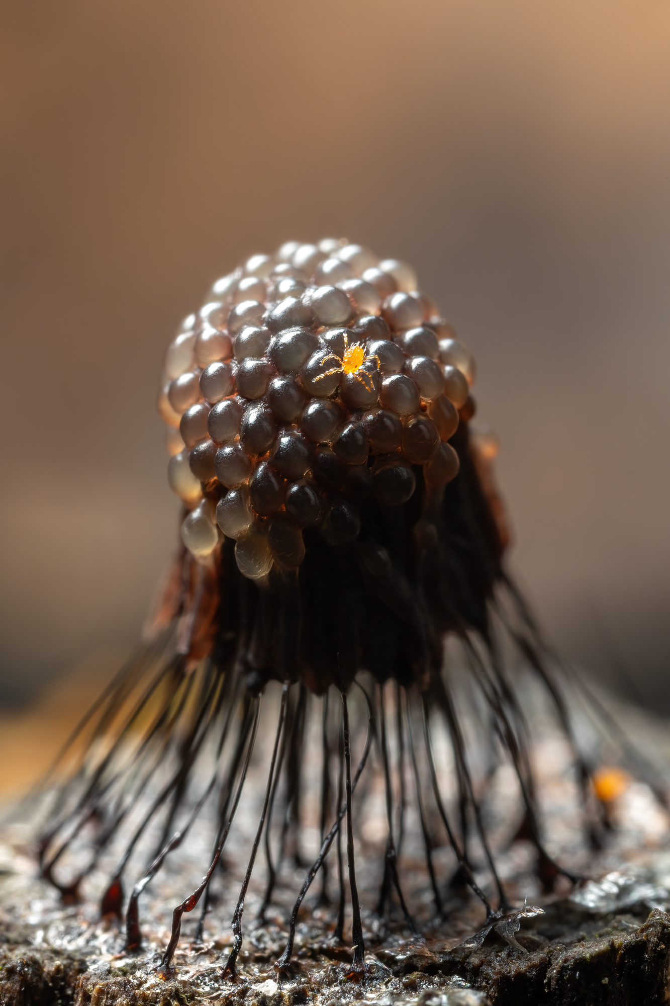 , Кузнецов Дмитрий