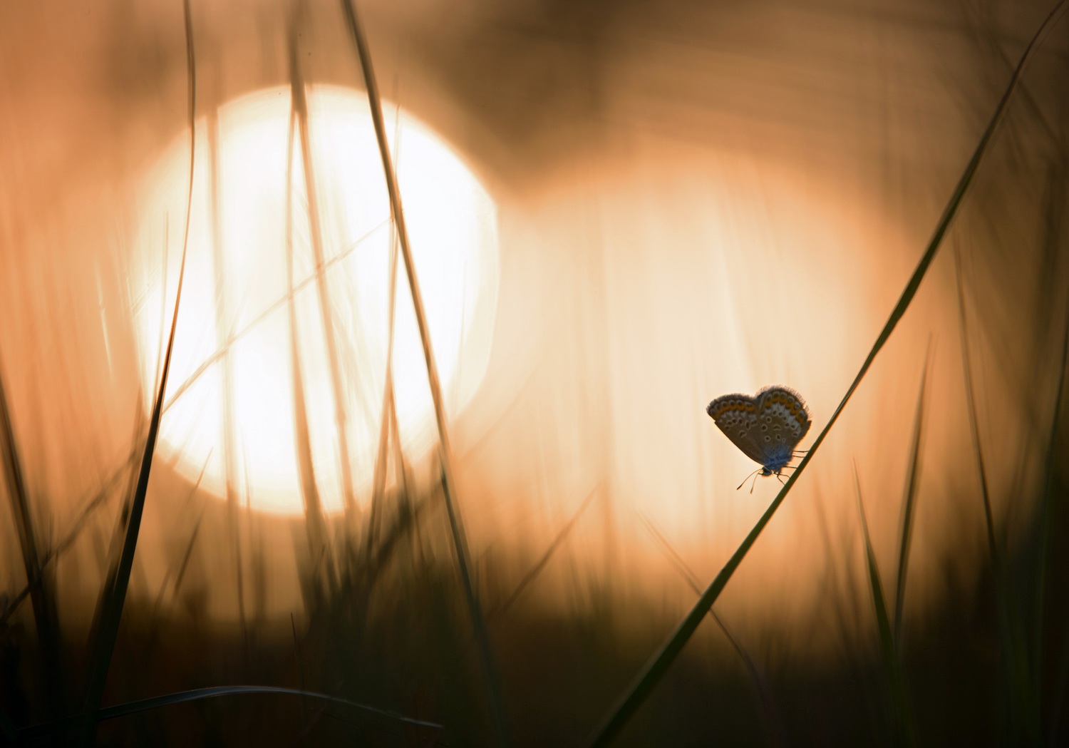 лес, свет, закат, природа, бабочка, Баранов Олег