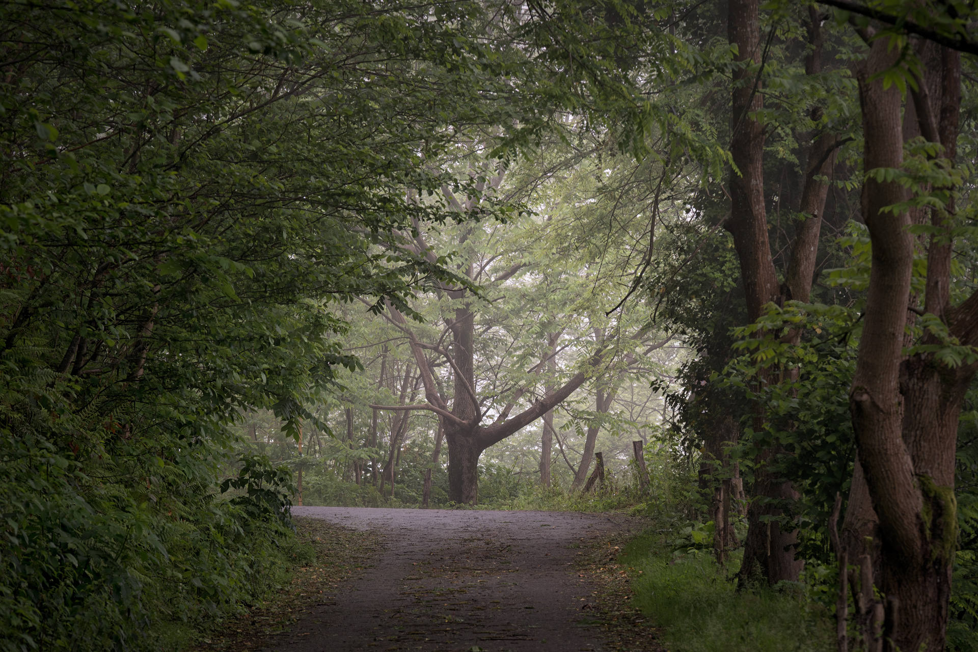 road, fog, mountains, haze, trees, weather, landscape, scenery, travel, outdoors, caucasus, sakartvelo, georgia, adjara, batumi, chizh, Чиж Андрей