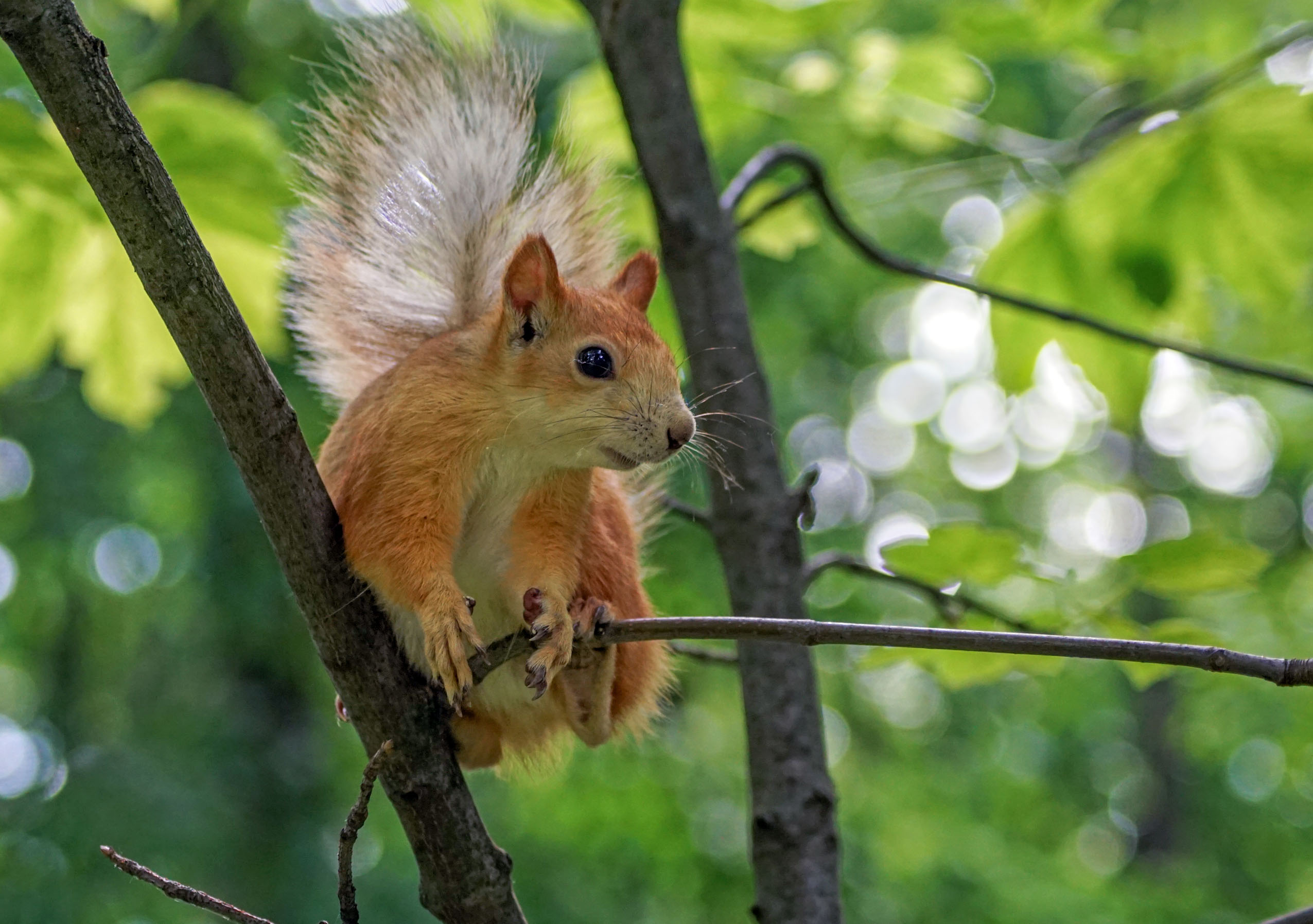 белка, Чепленко Алексей