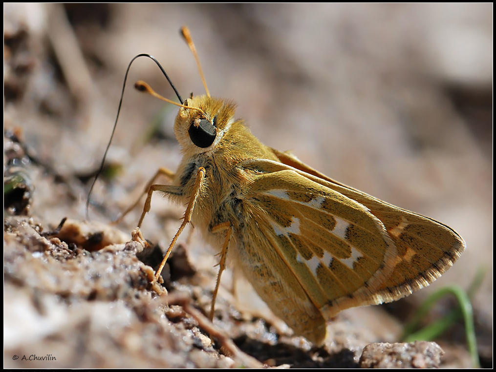 бабочка,толстоголовка,comma, Александр Чувилин