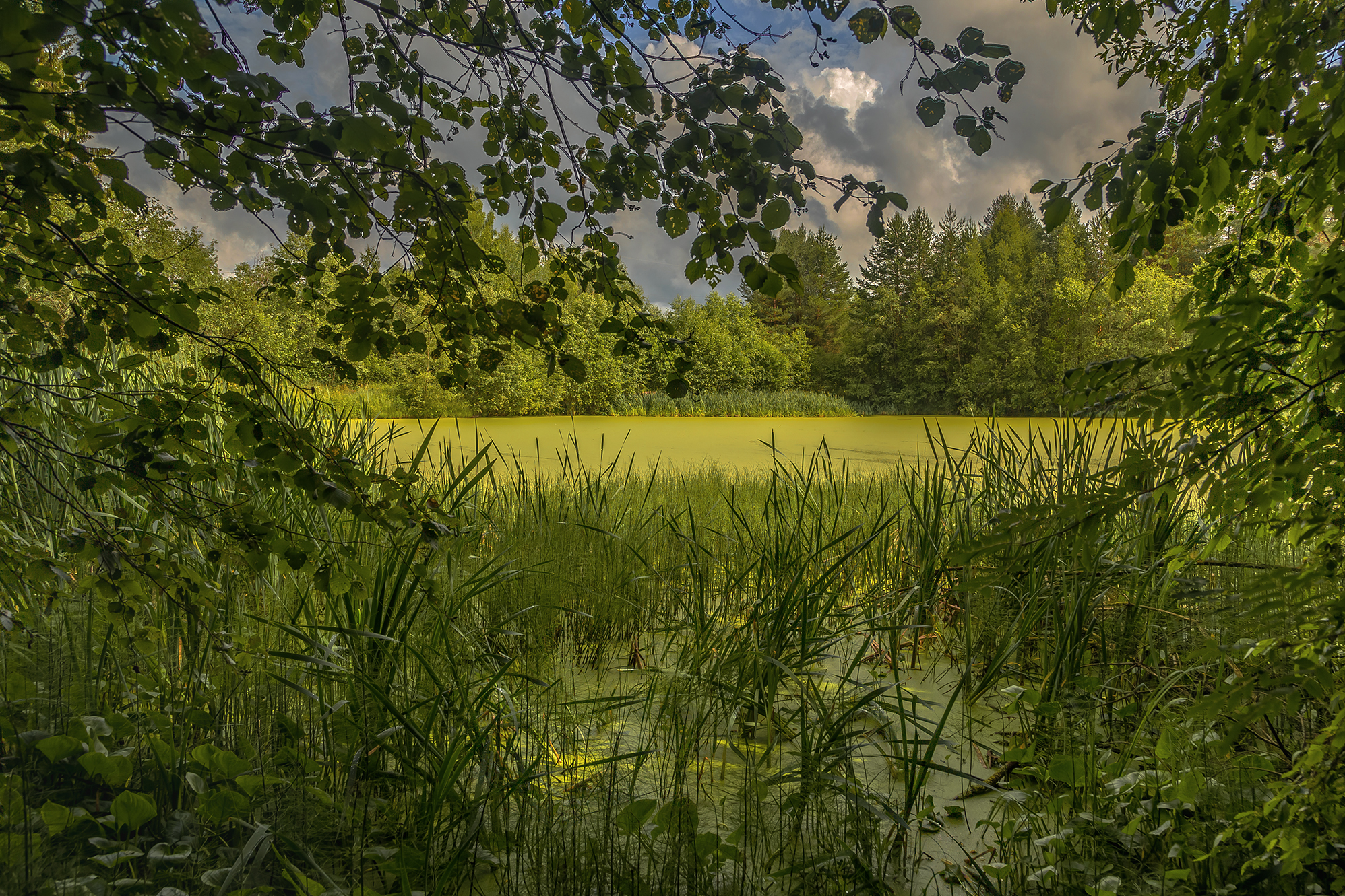 пруд, озеро, зелень, ряска, лес., Анкудинов Леонид