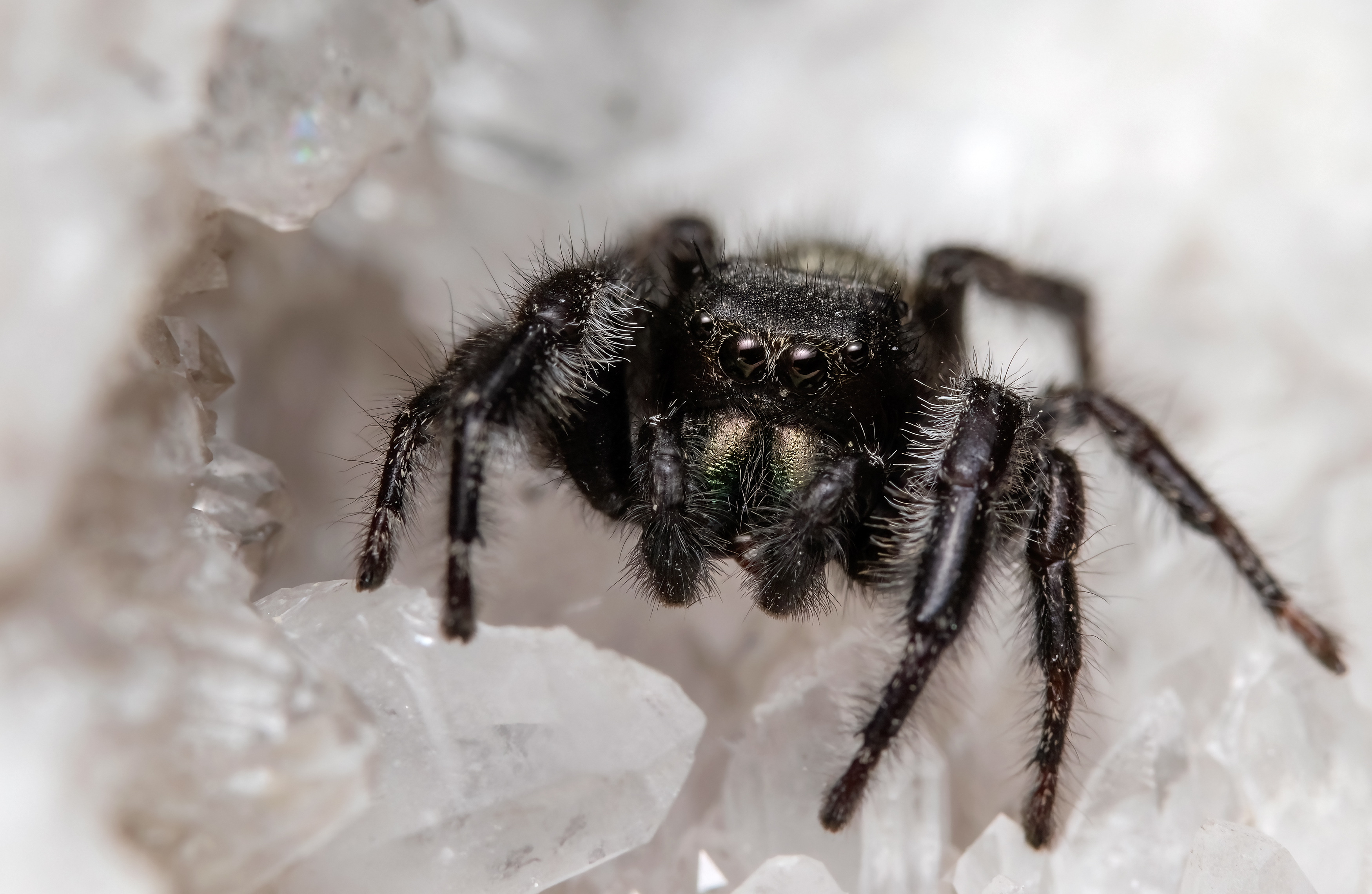 макрофото, макрофотографии, фотомакро, насекомые, макромир, макрофотограф, макроаддикт, макро_мир, naturelovers, naturelover, naturephotography, macrolove, macro_love, biodiversity, macrophotography, macro, macronature, entomology, arthropods, arthropod, ,  Stephane