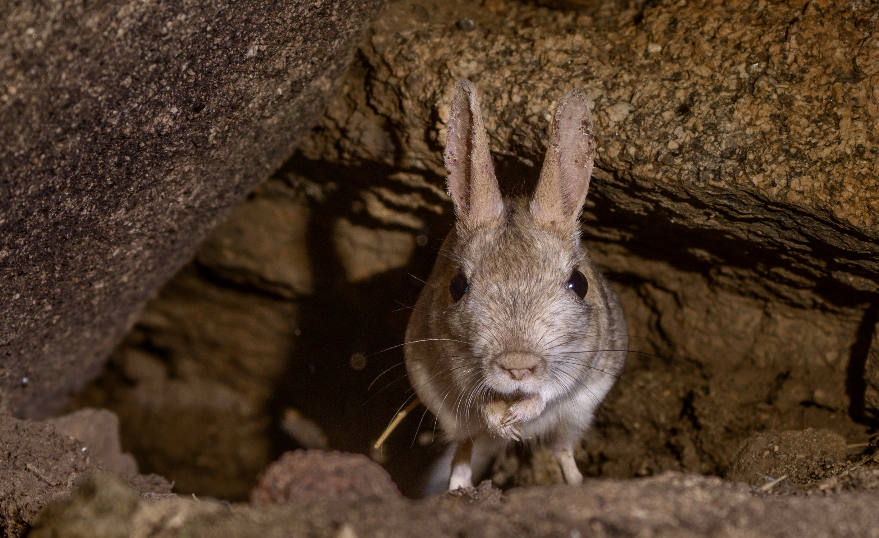, Владимир Цветов