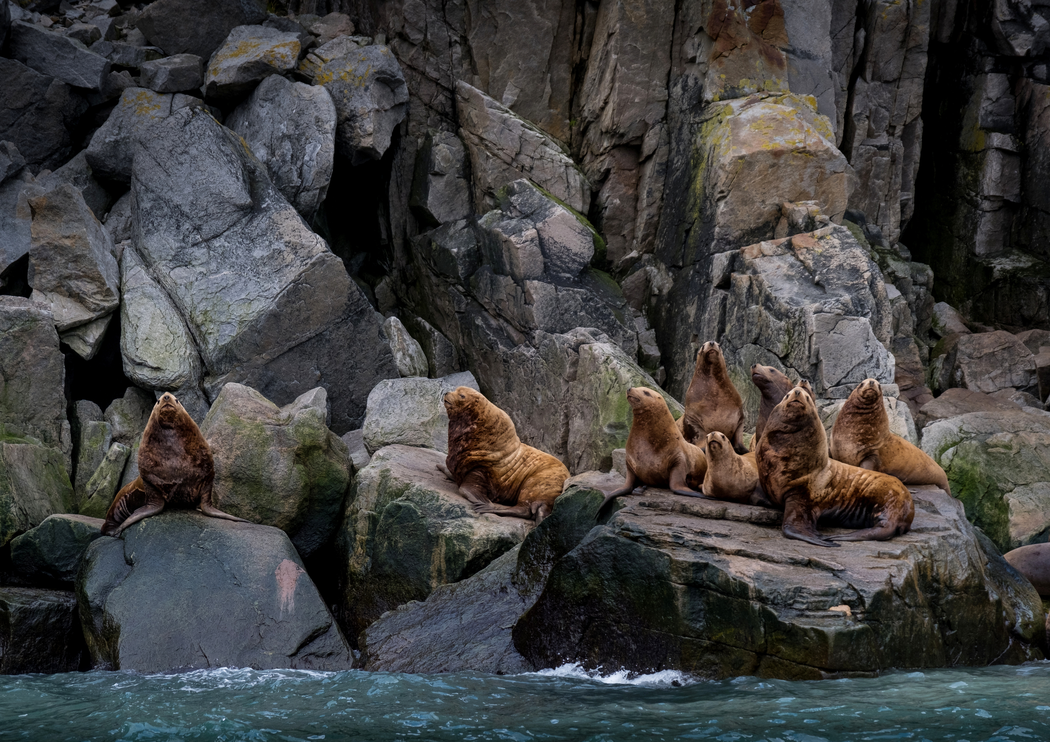 чукотка, берингово море, сивучи, морской лев, арктика, chukotka, arctic, нд, север, чукотка нд, сивуч, Демкина Надежда