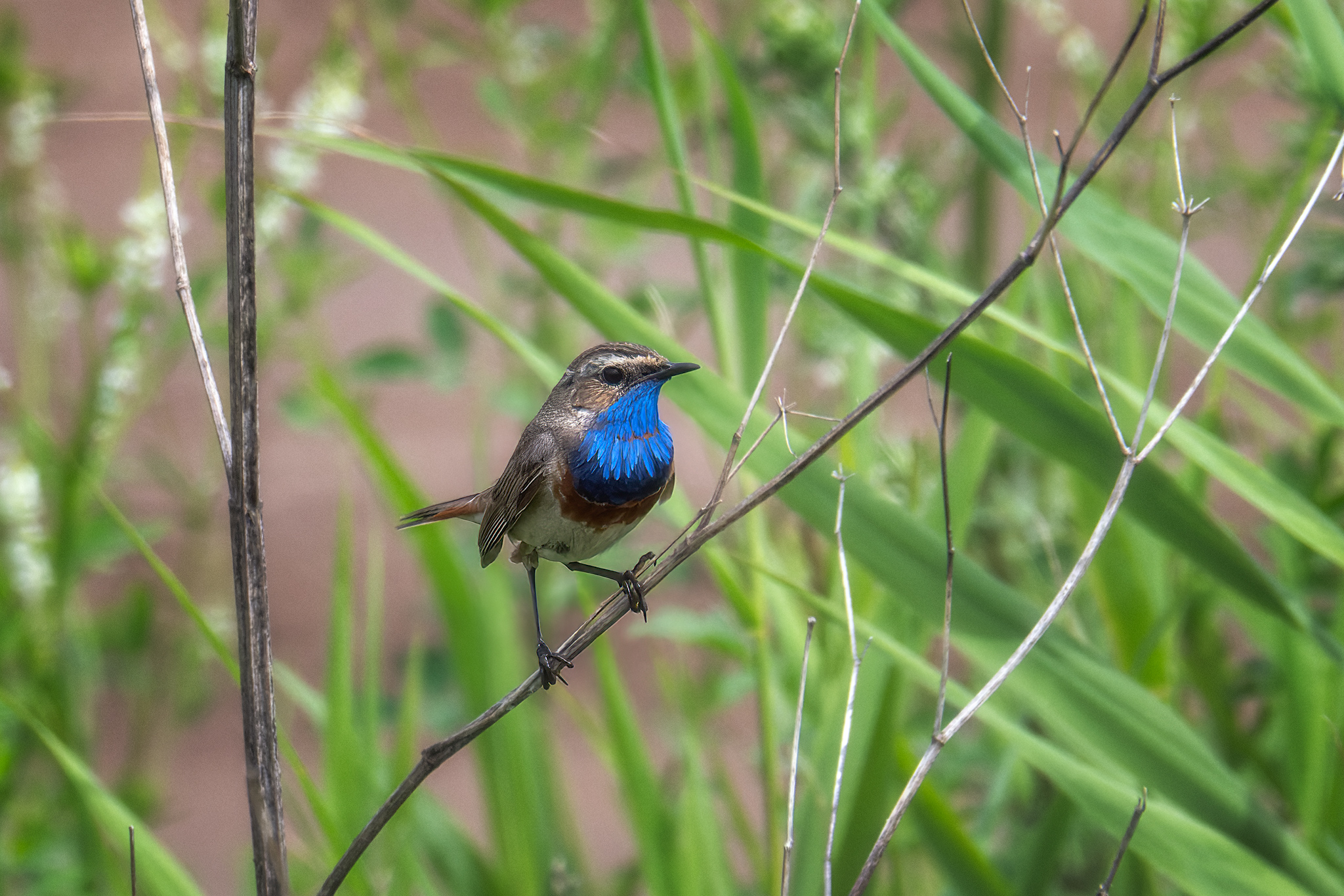 пермский край, птицы, варакушка, фотоохота, Кузнецов Кирилл