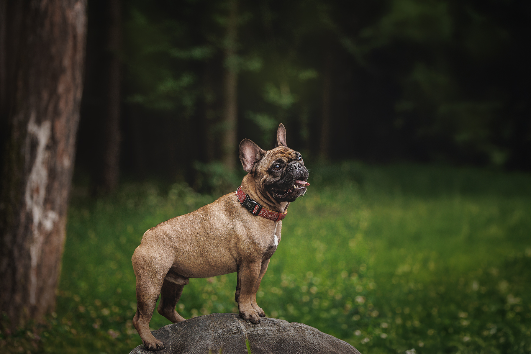 , Елена Самусенкова