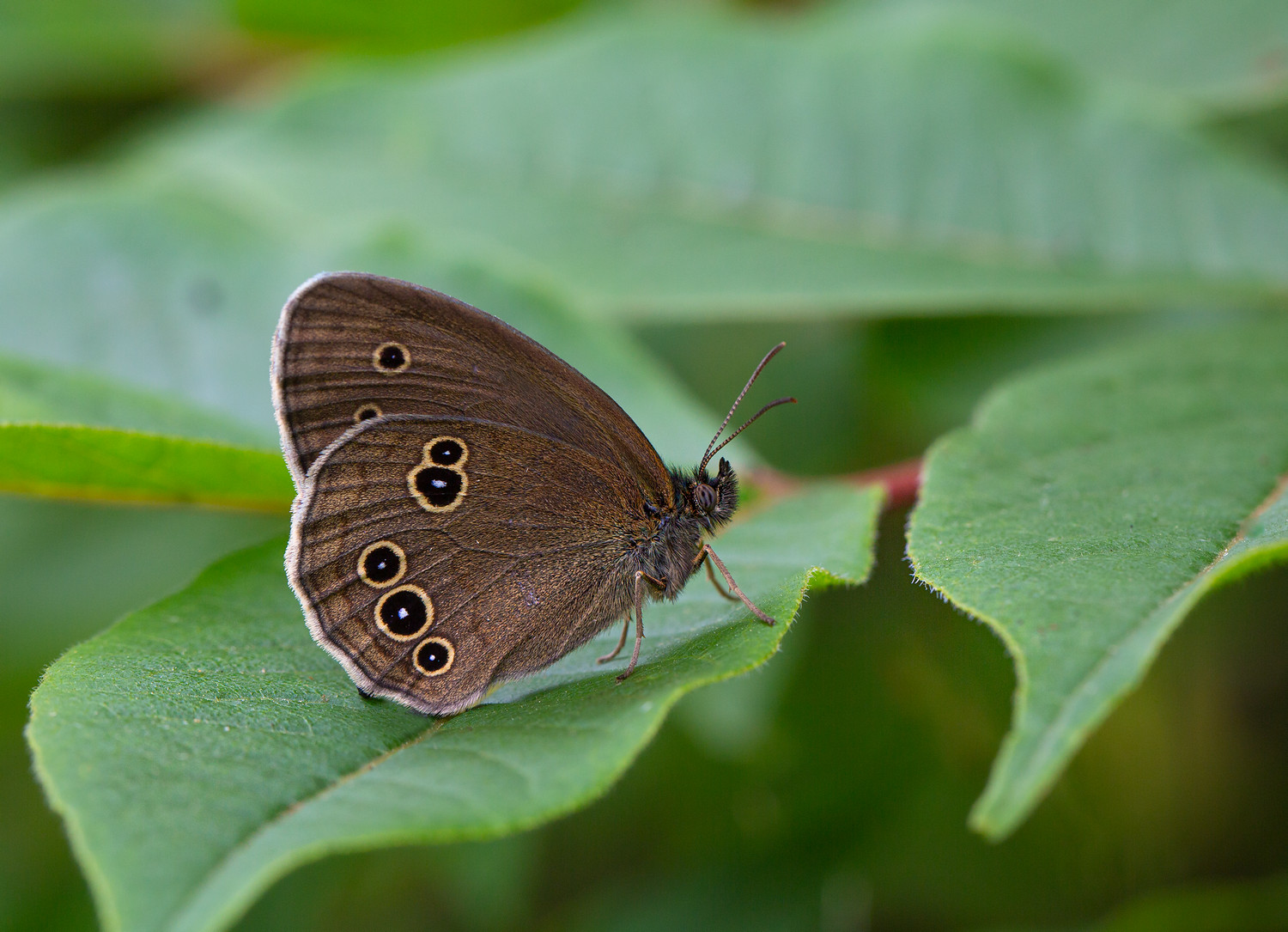 бабочка, бахатница, остров, русский, владивосток, Евгений Слободской