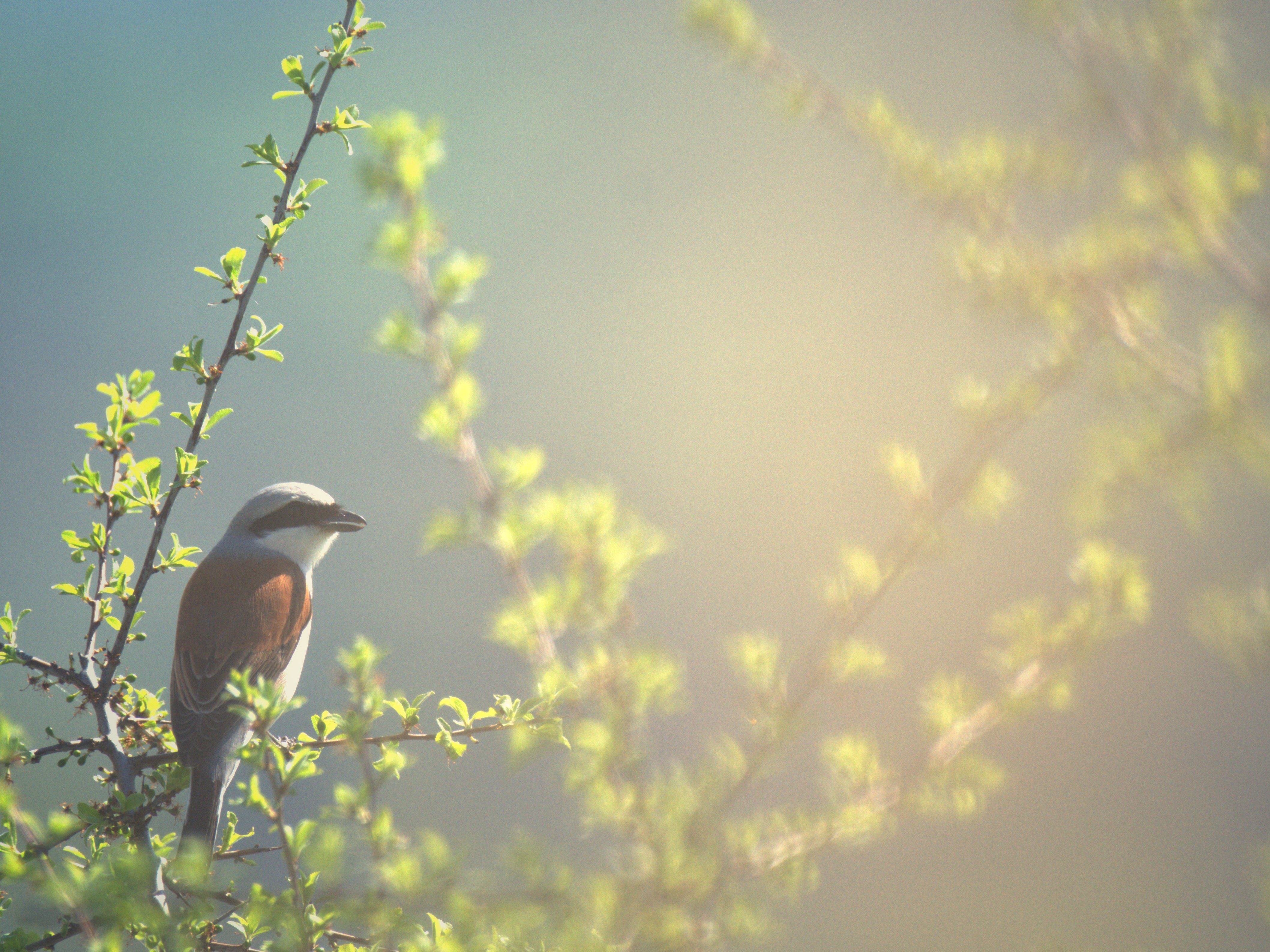 , Герчев Николай