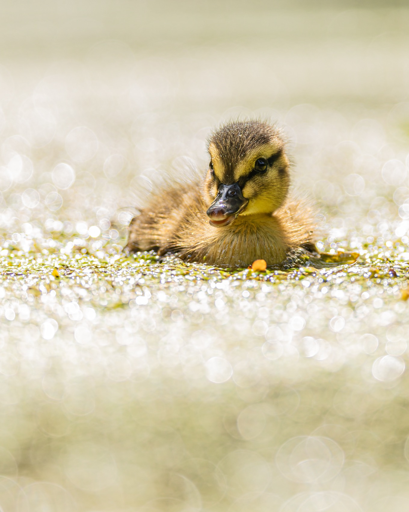 кряква, утенок, птицы, Руслан Pl