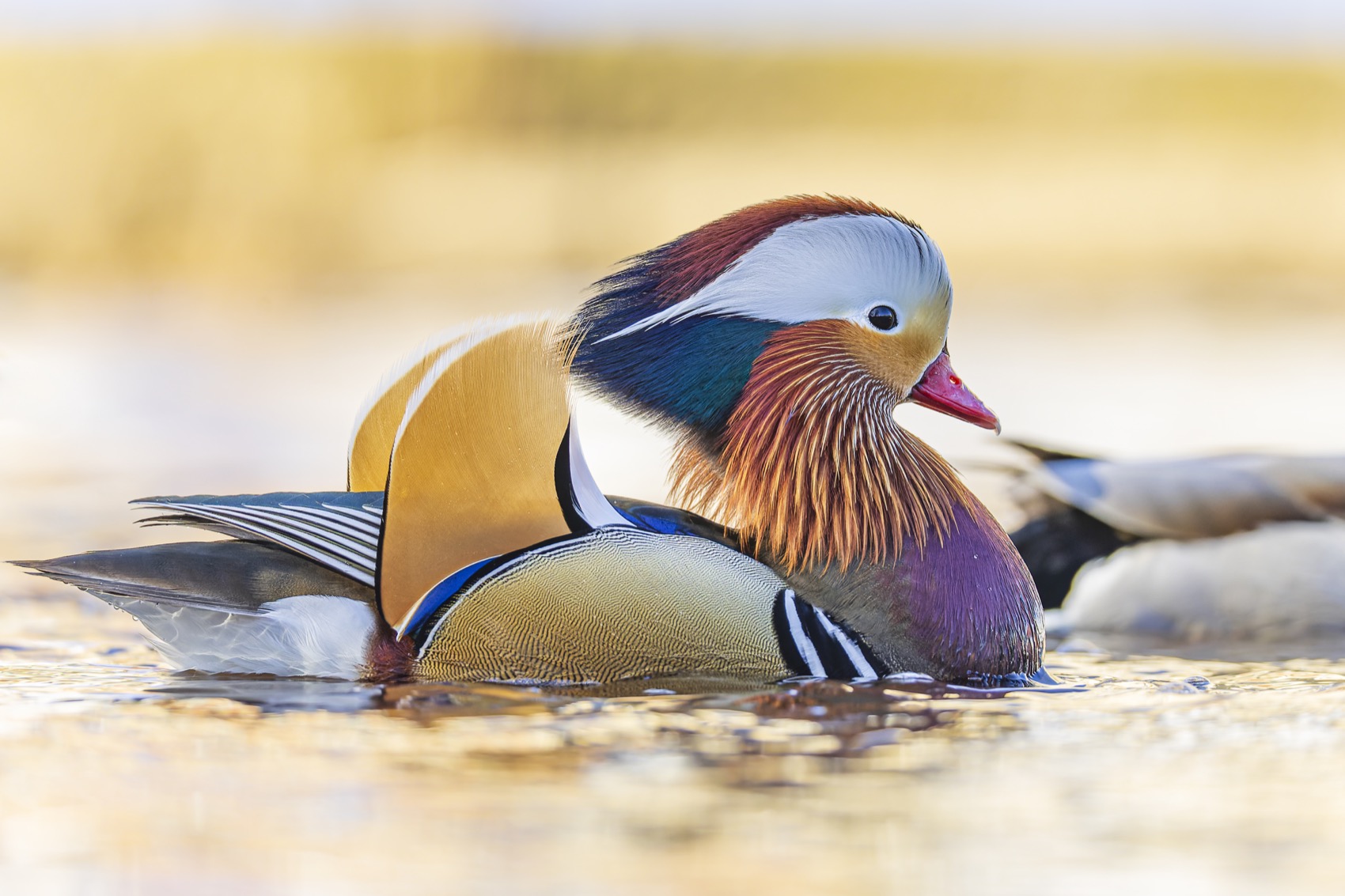 утка, мандаринка, птицы, Руслан Pl