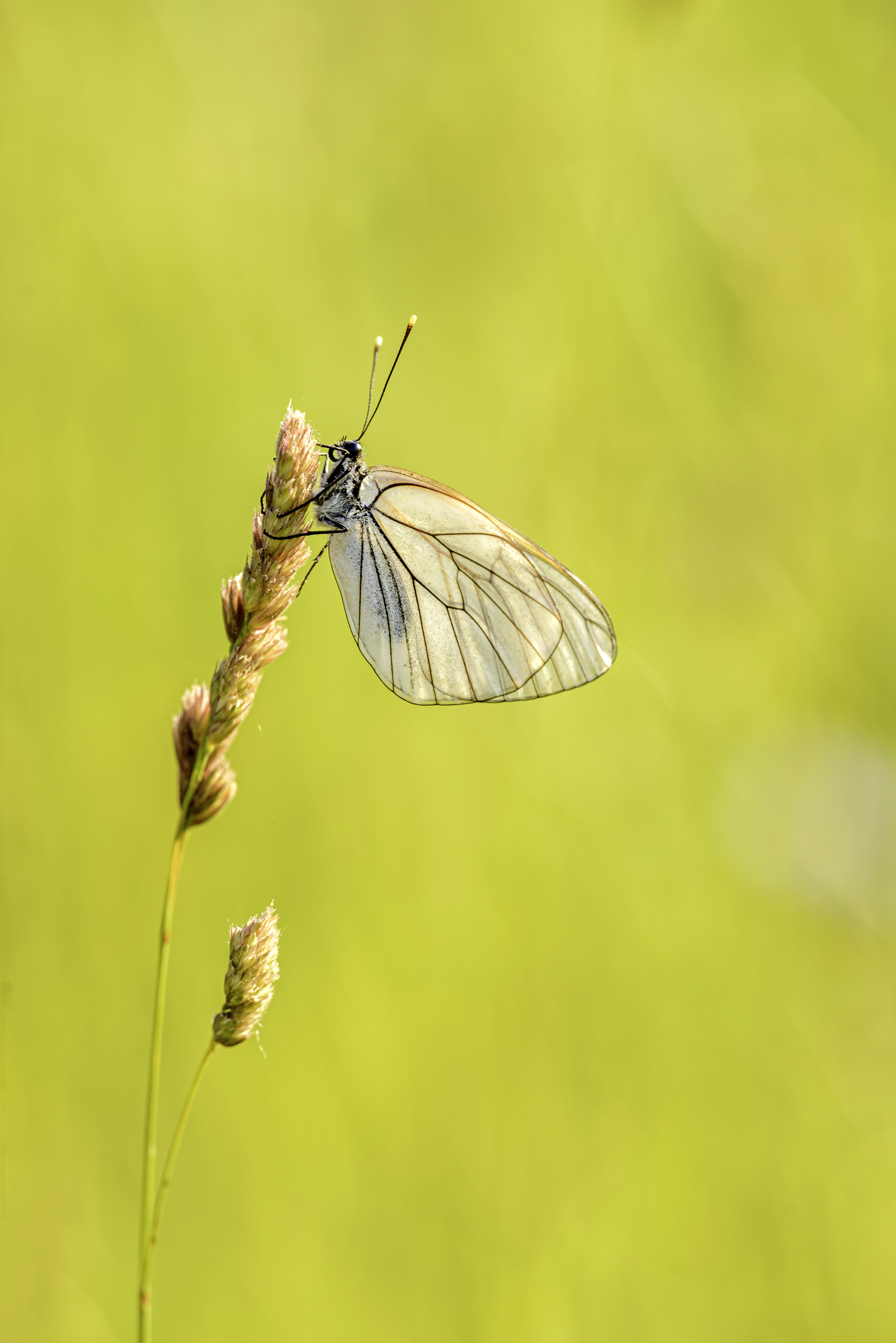 ,  Светослав Радков