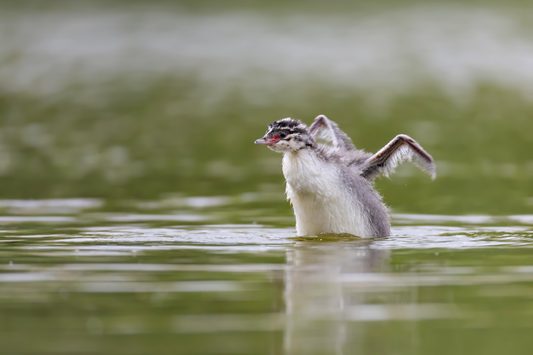 красношейная поганка, птенец, птицы, поганка, Руслан Pl
