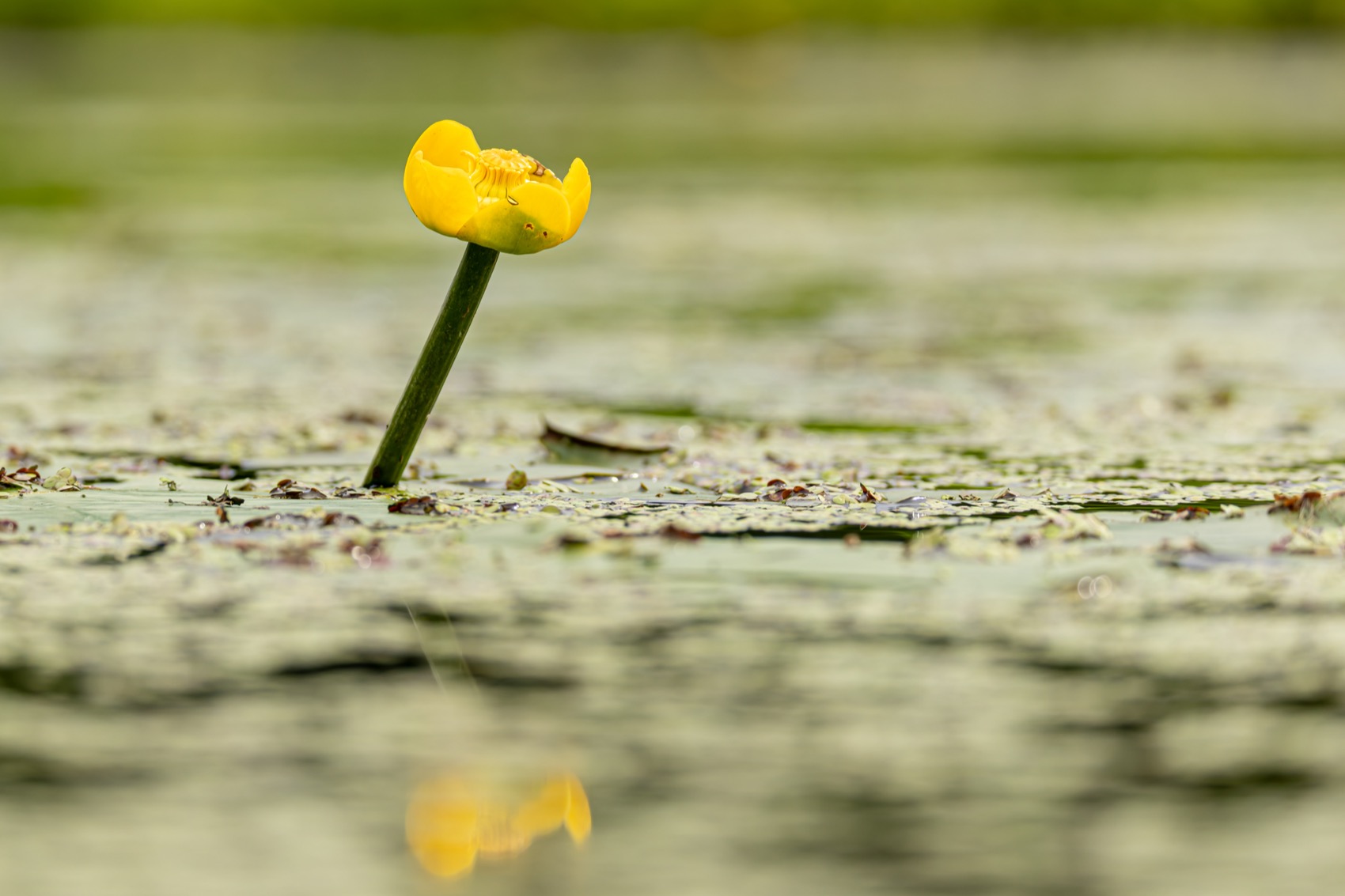кубышка жёлтая, кубышка, кувшинка, кувшинки, отражение, Руслан Pl