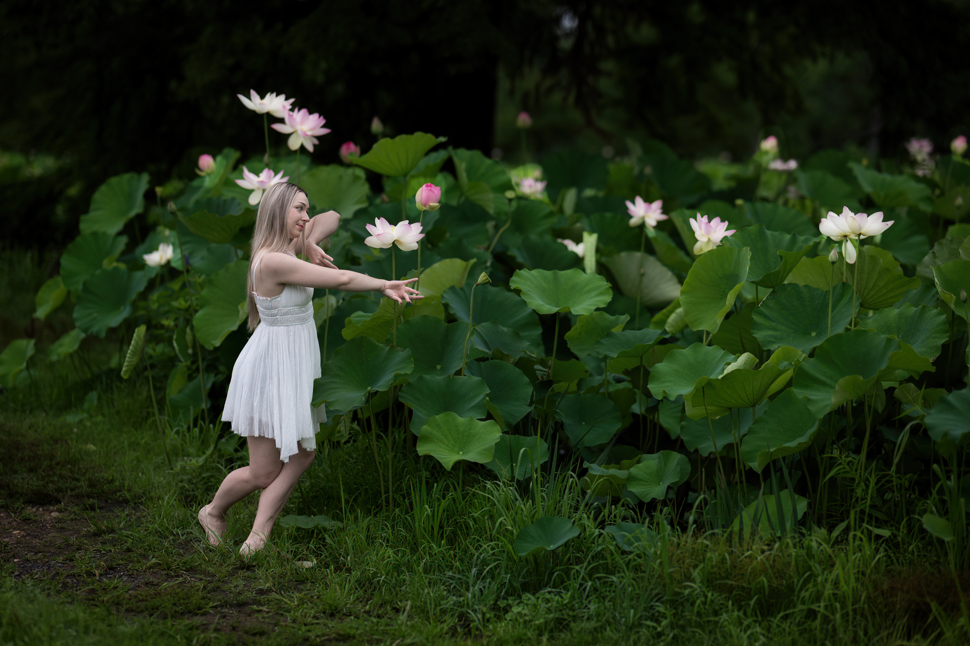 lotus, lotus flowers, lotus leaves, summer, Julius LIU