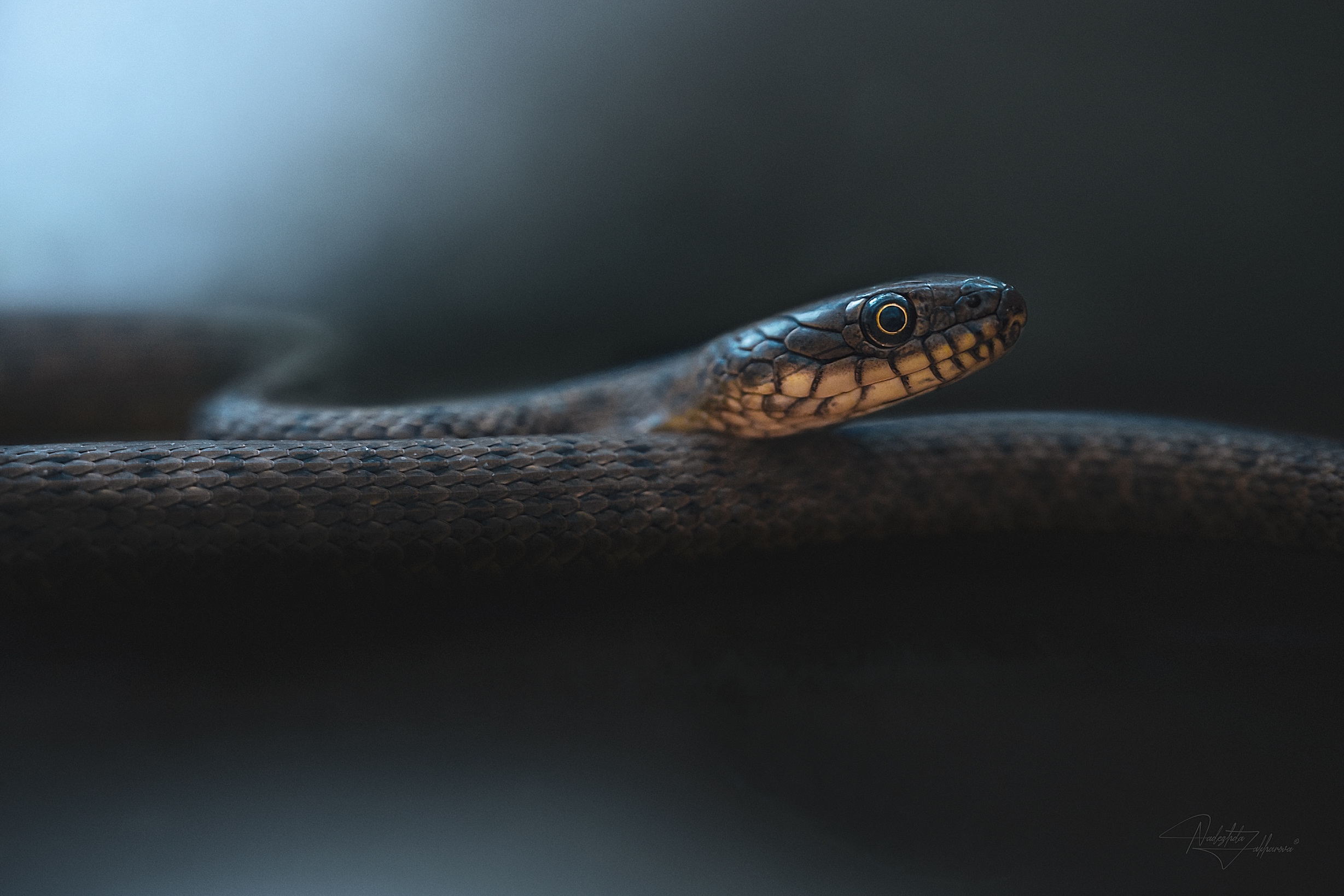 пресмыкающиеся, змеи, не ядовитые змеи, уж, ужи, водяной уж, лето, лето2025, Захарова Надежда