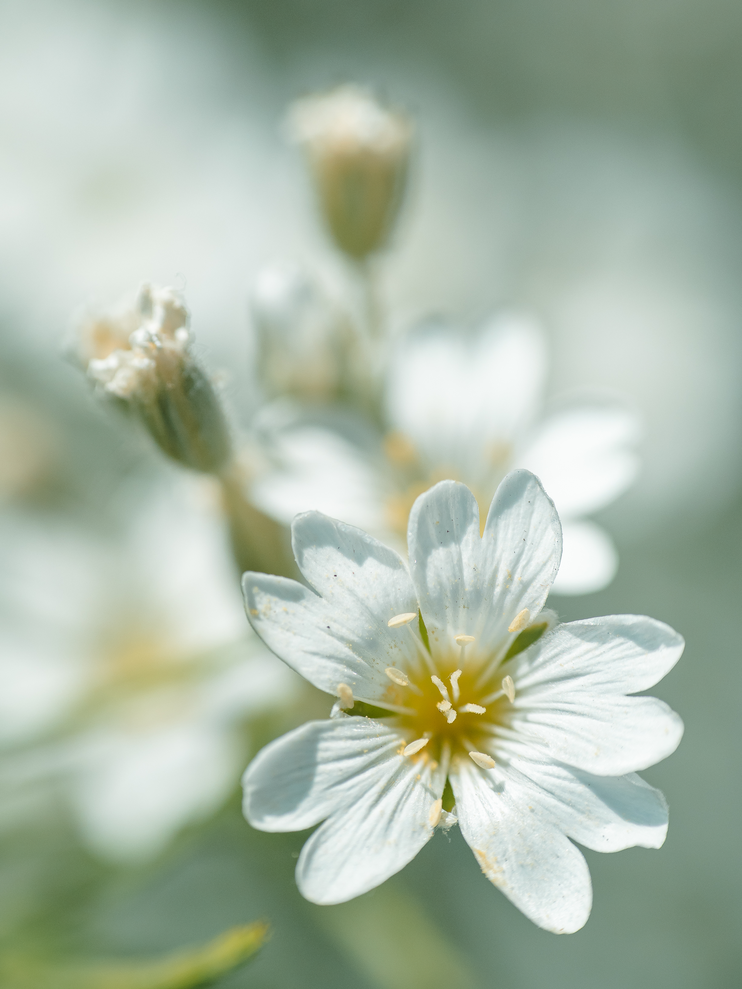 , Ирина Протченко