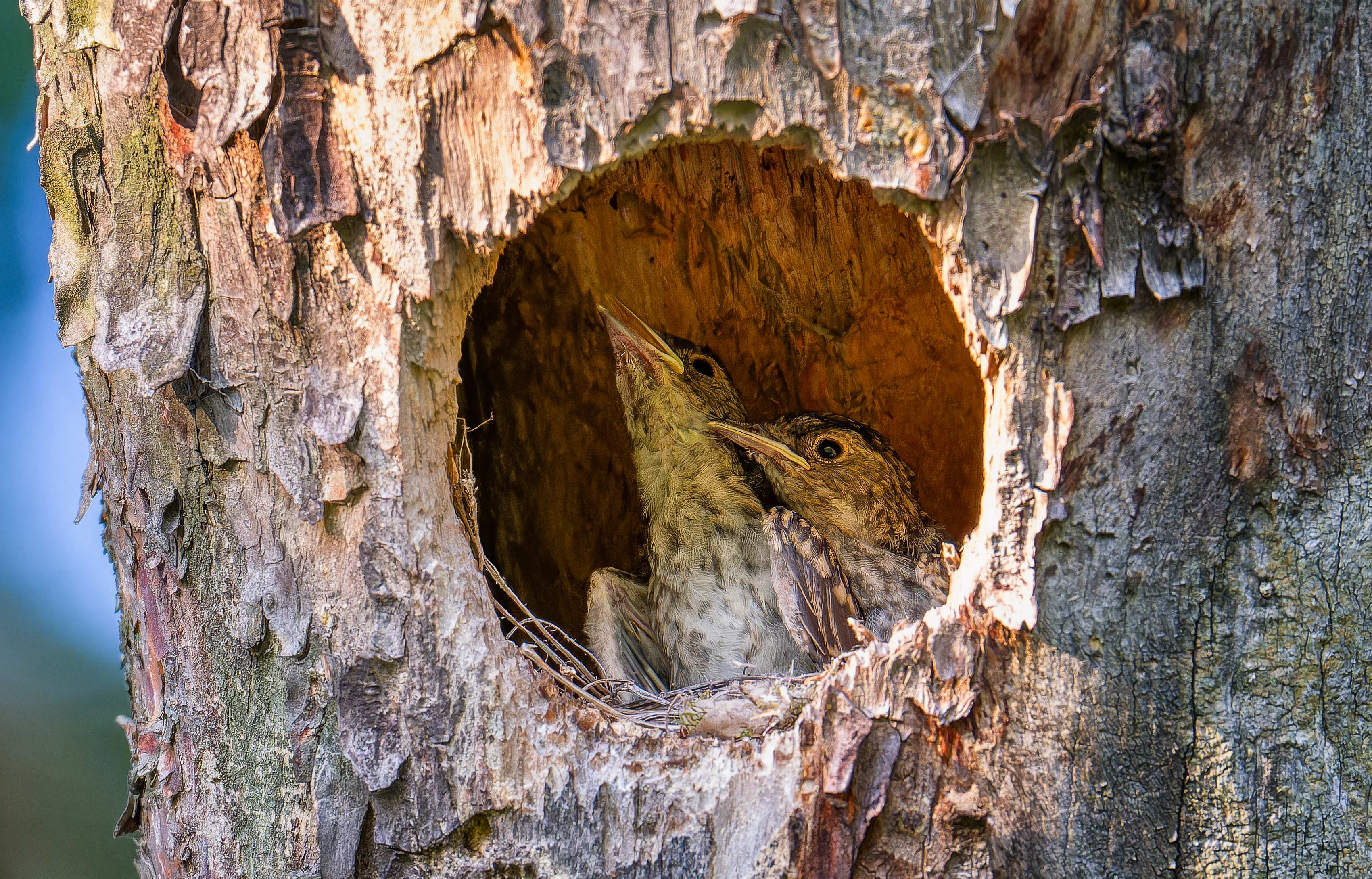 , Ширяев Константин