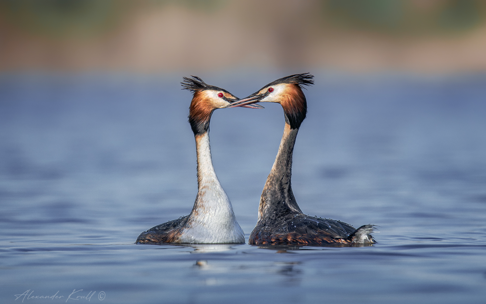 чомга, поганка, большая поганка, podiceps cristatus, Круль Александр