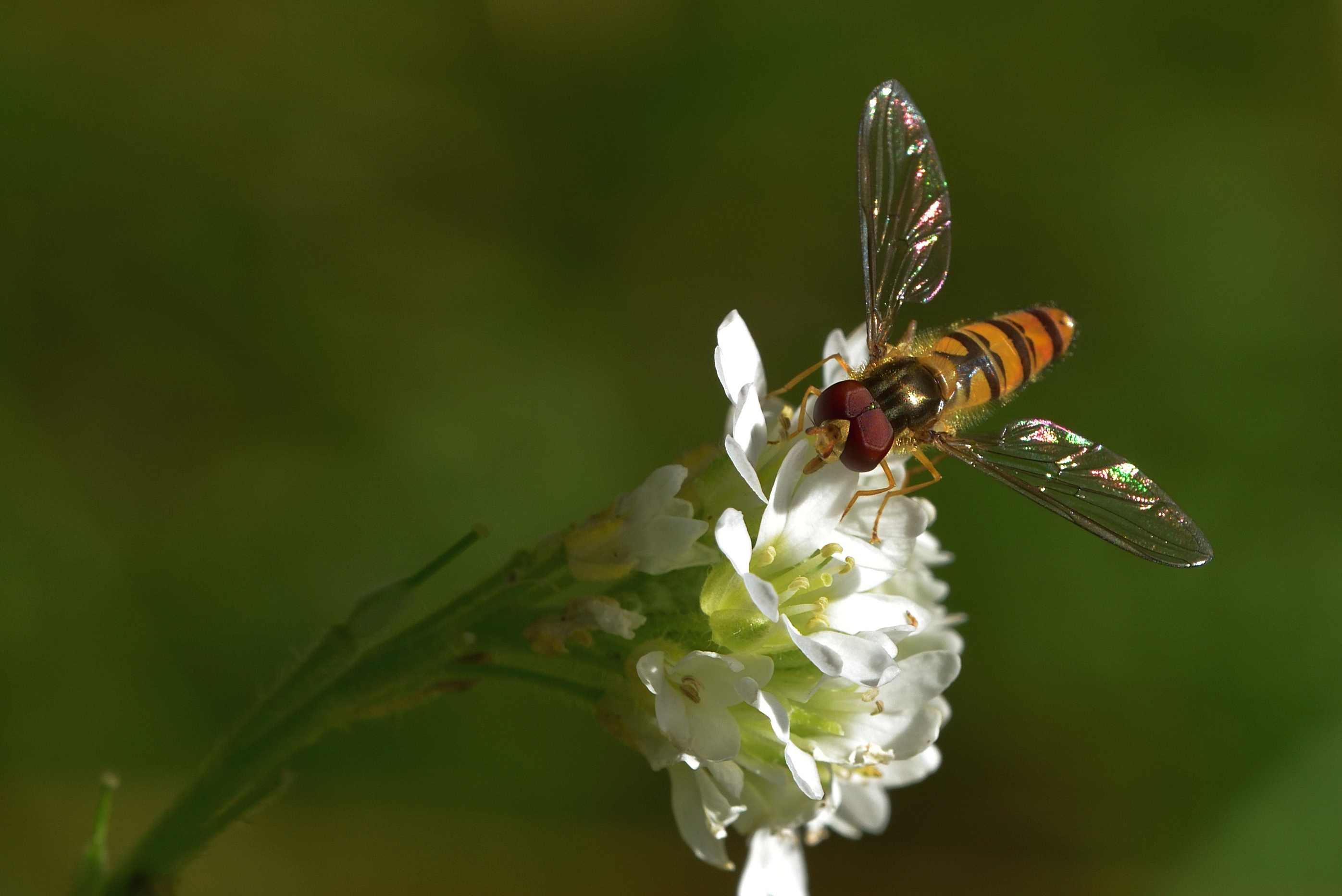 , Корнейчук Игорь