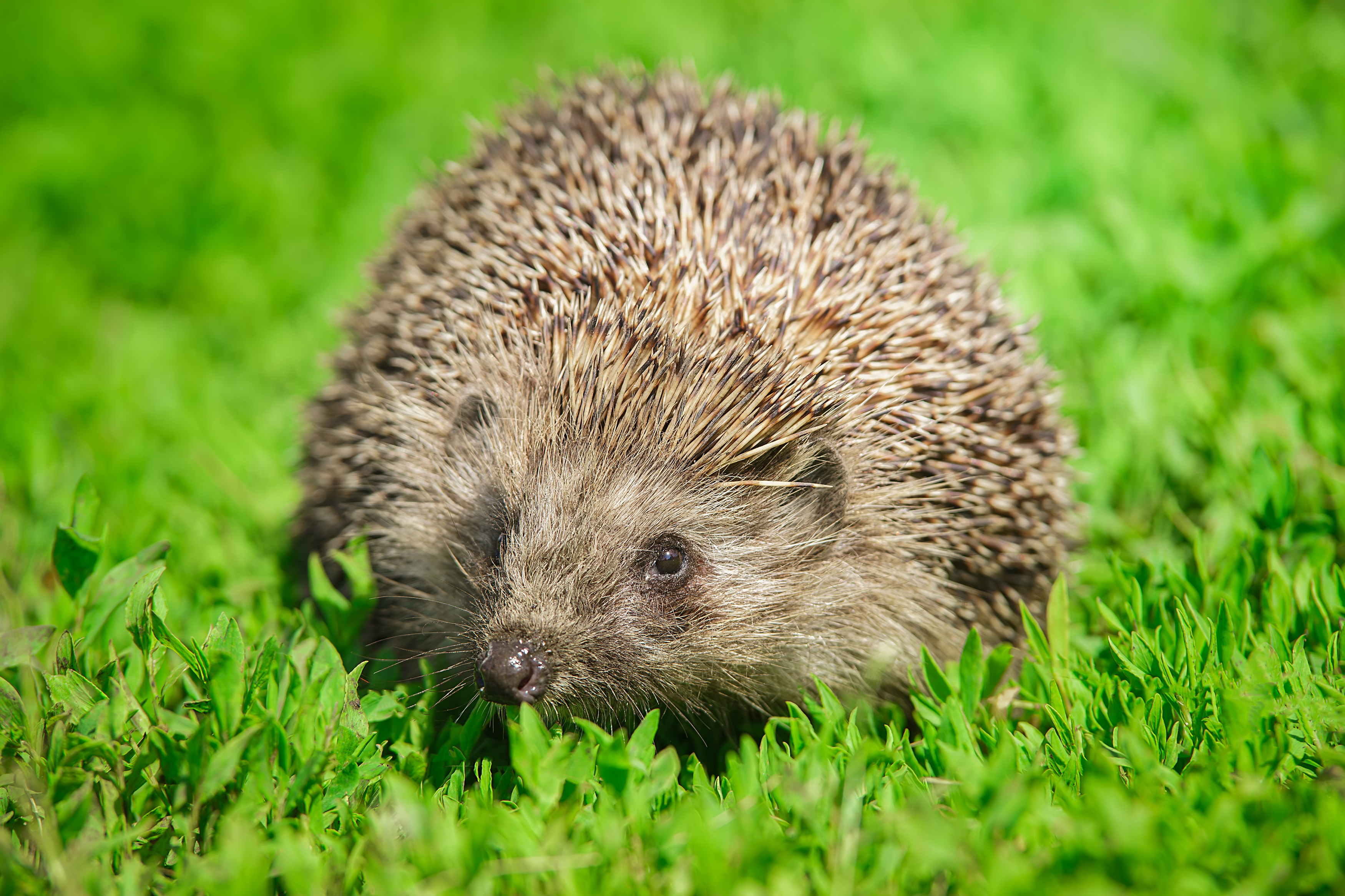 portrait, wild hedgehog, pet, lawn, european hedgehog, hedgehogs, spikes, Корнеев Алексей