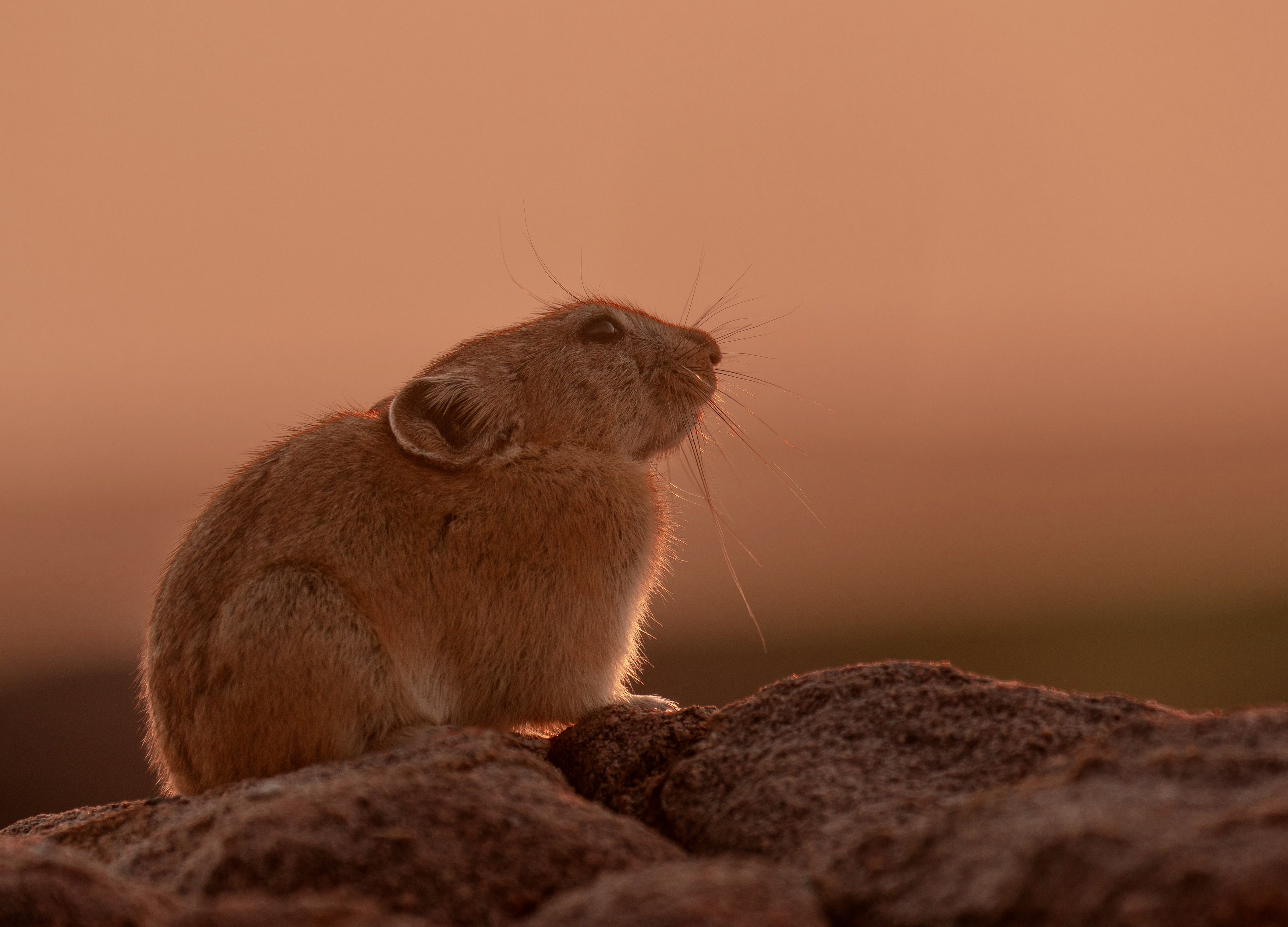 , Владимир Цветов
