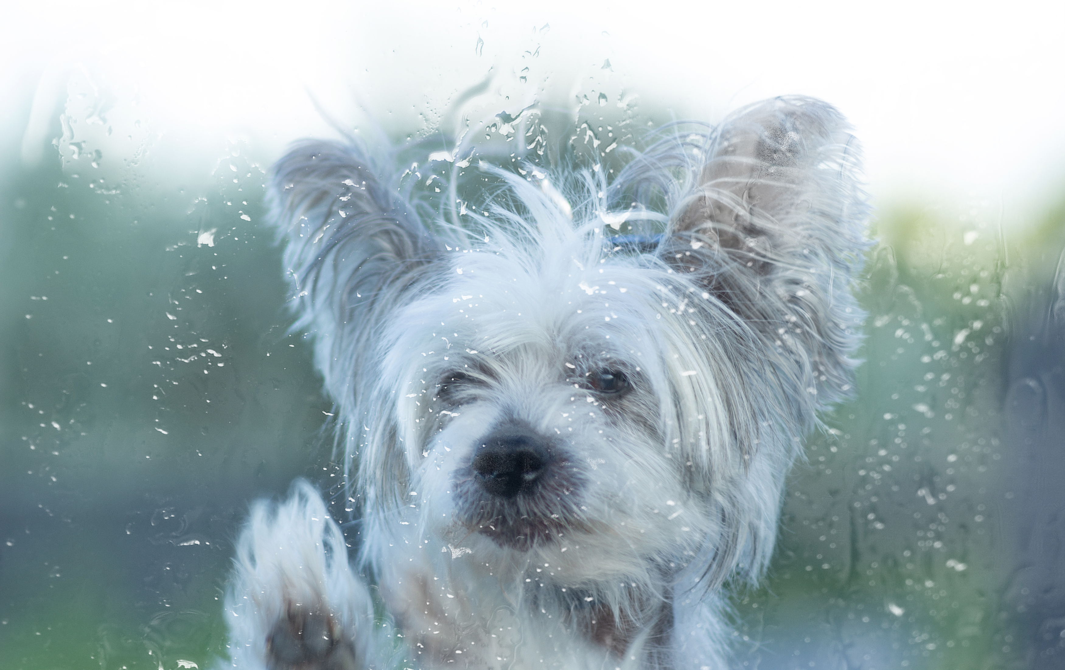 китайская хохлатая, Александр Канцур