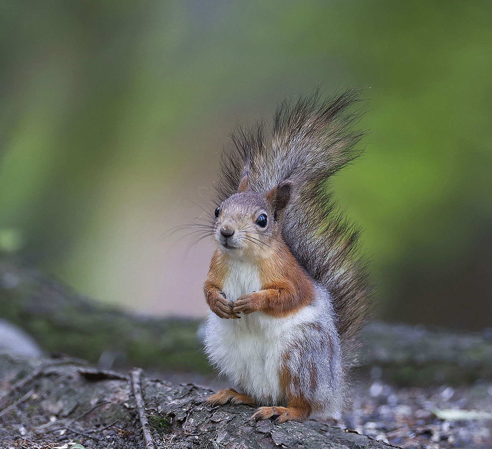 белка,фотомодель, лес, природа, squirrel, forest, nature, Стукалова Юлия