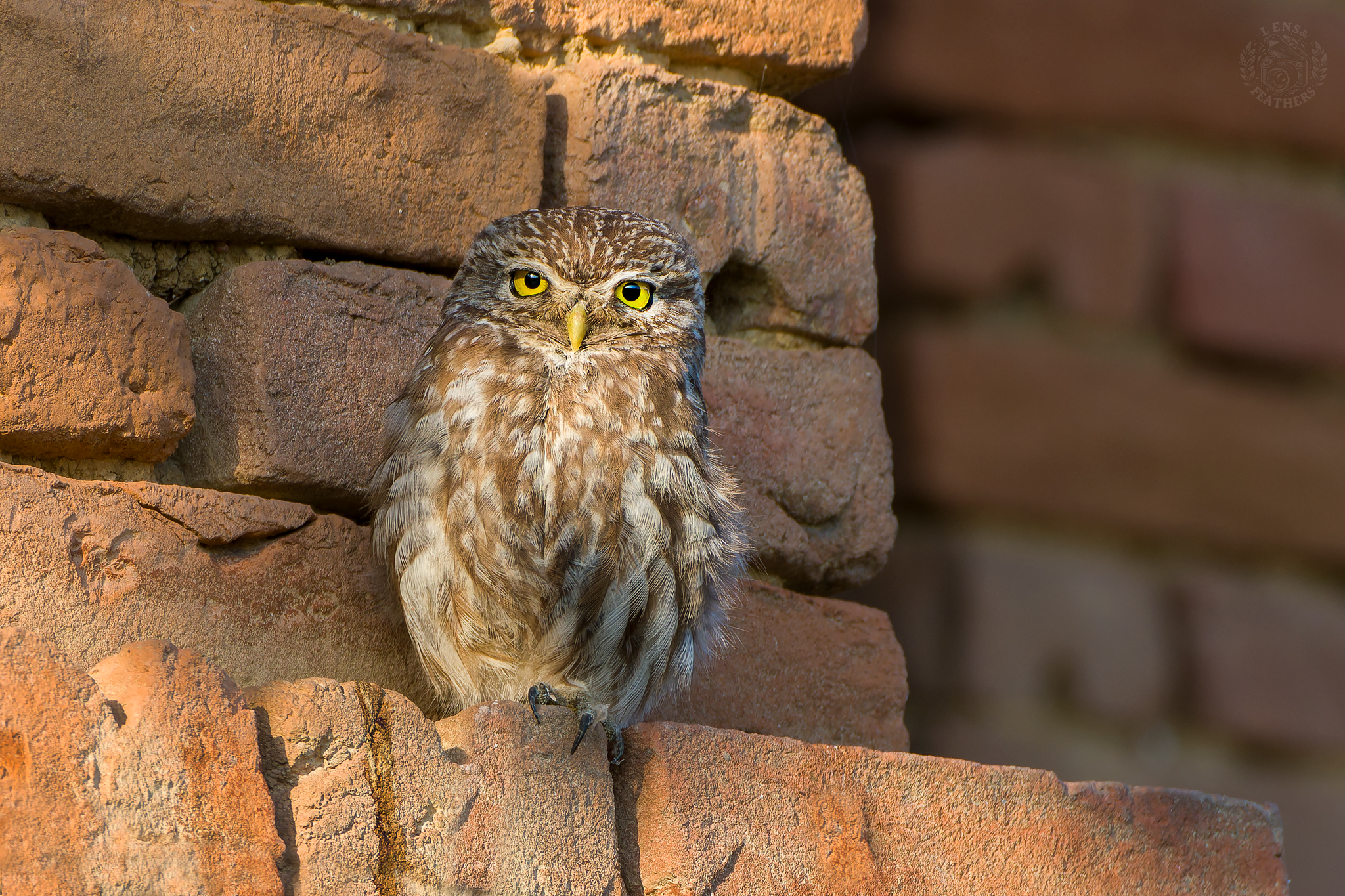 , Евгени Стефанов