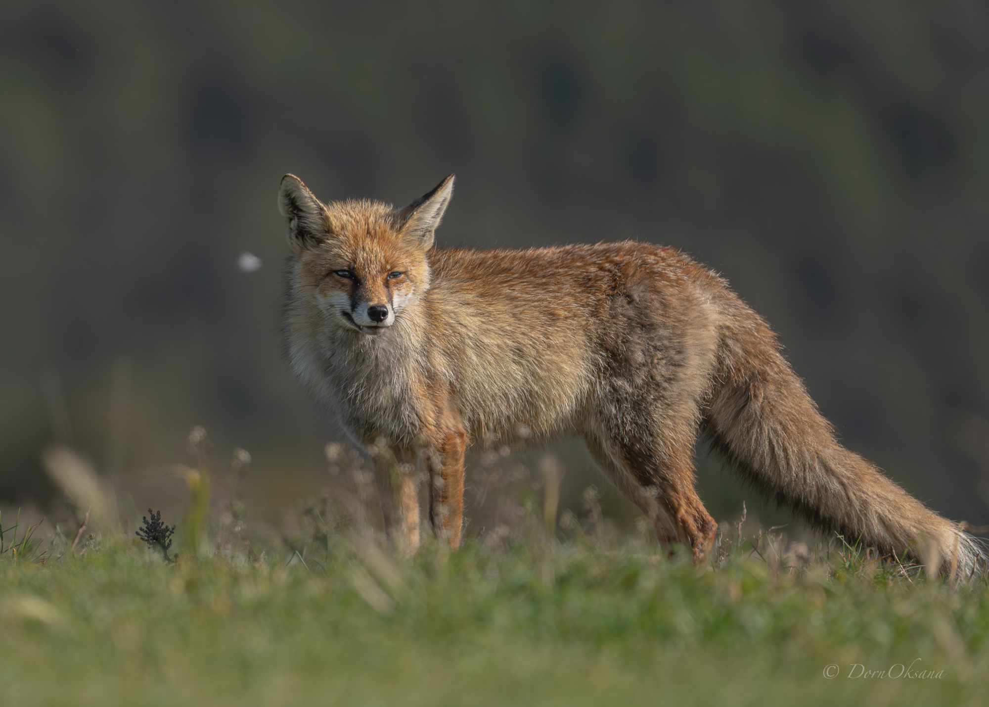 fox, predators, wild, animals, рыжая, обыкновенная, лиса, хищники, дикие, животные, Дорн Оксана