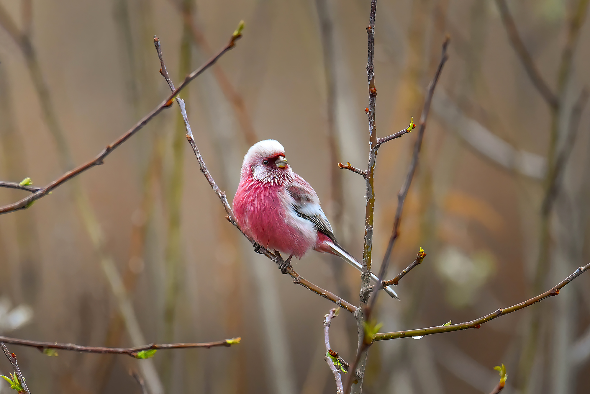, Бухвалова Анастасия