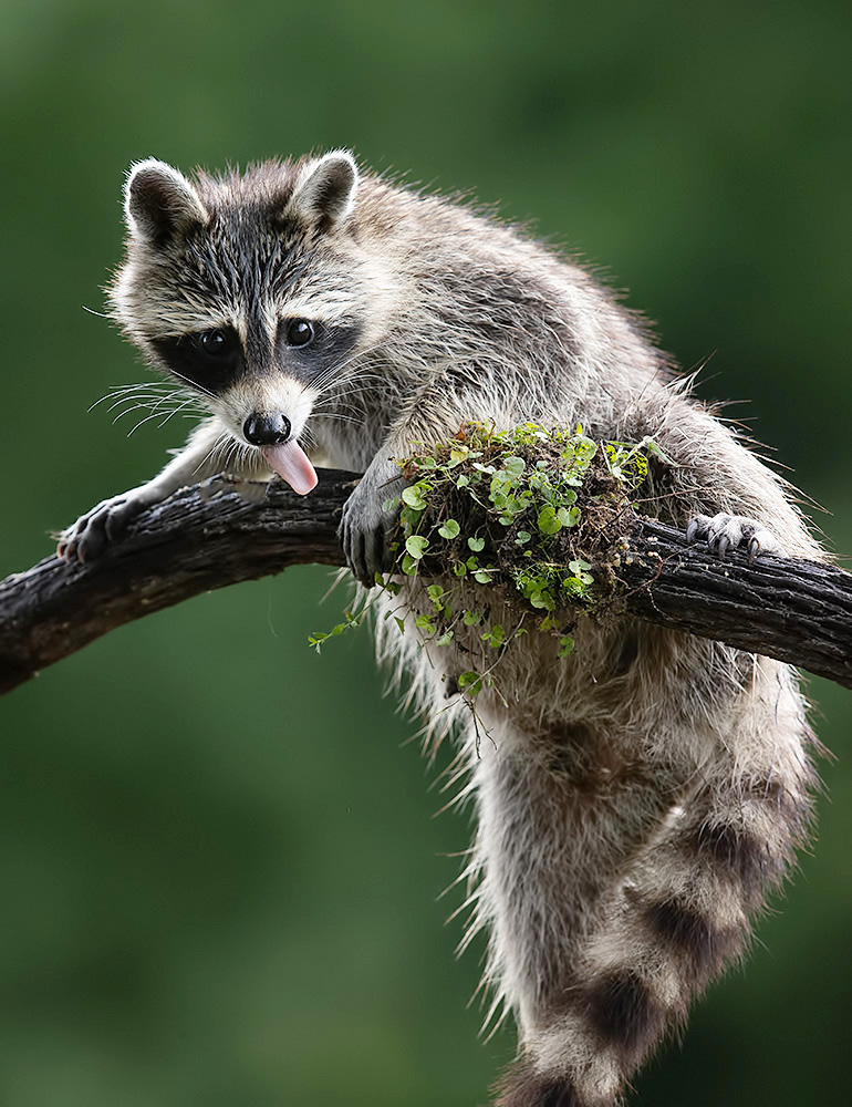 енот обыкновенный, енот-полоскун, raccoon, енот, дикие животные, животные, animals, Etkind Elizabeth