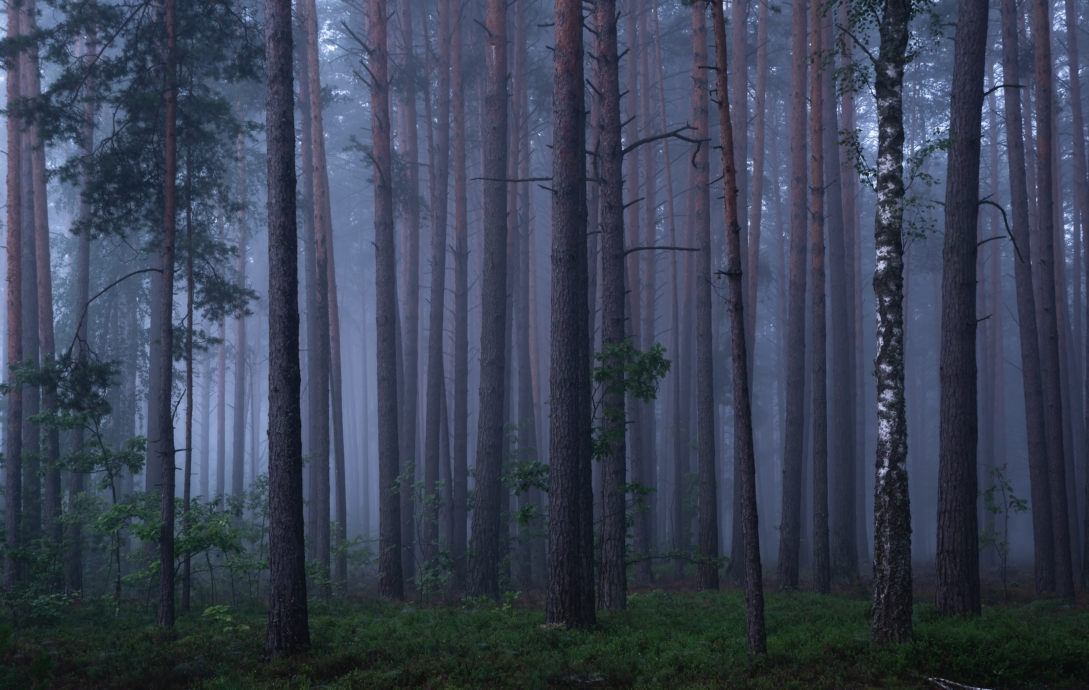 , Захаров Дмитрий