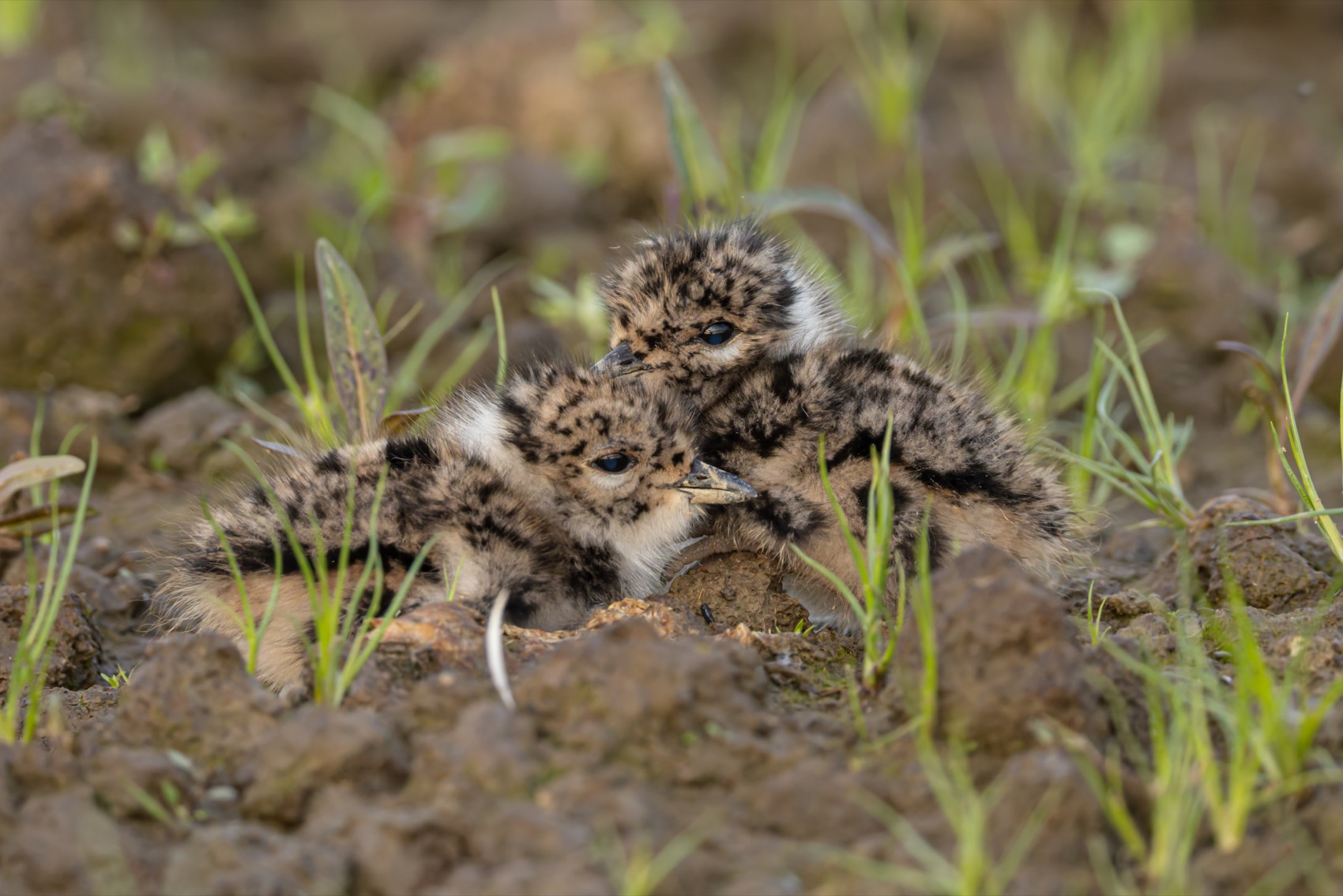 чибис, птенец, чибисята, чибисенок, птицы, Руслан Pl