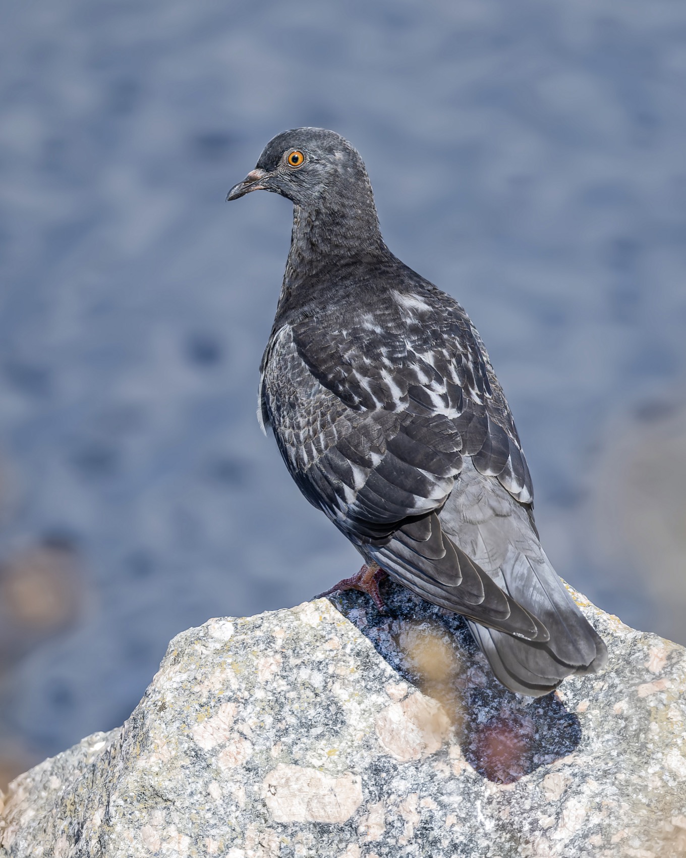 голубь, птицы, Руслан Pl