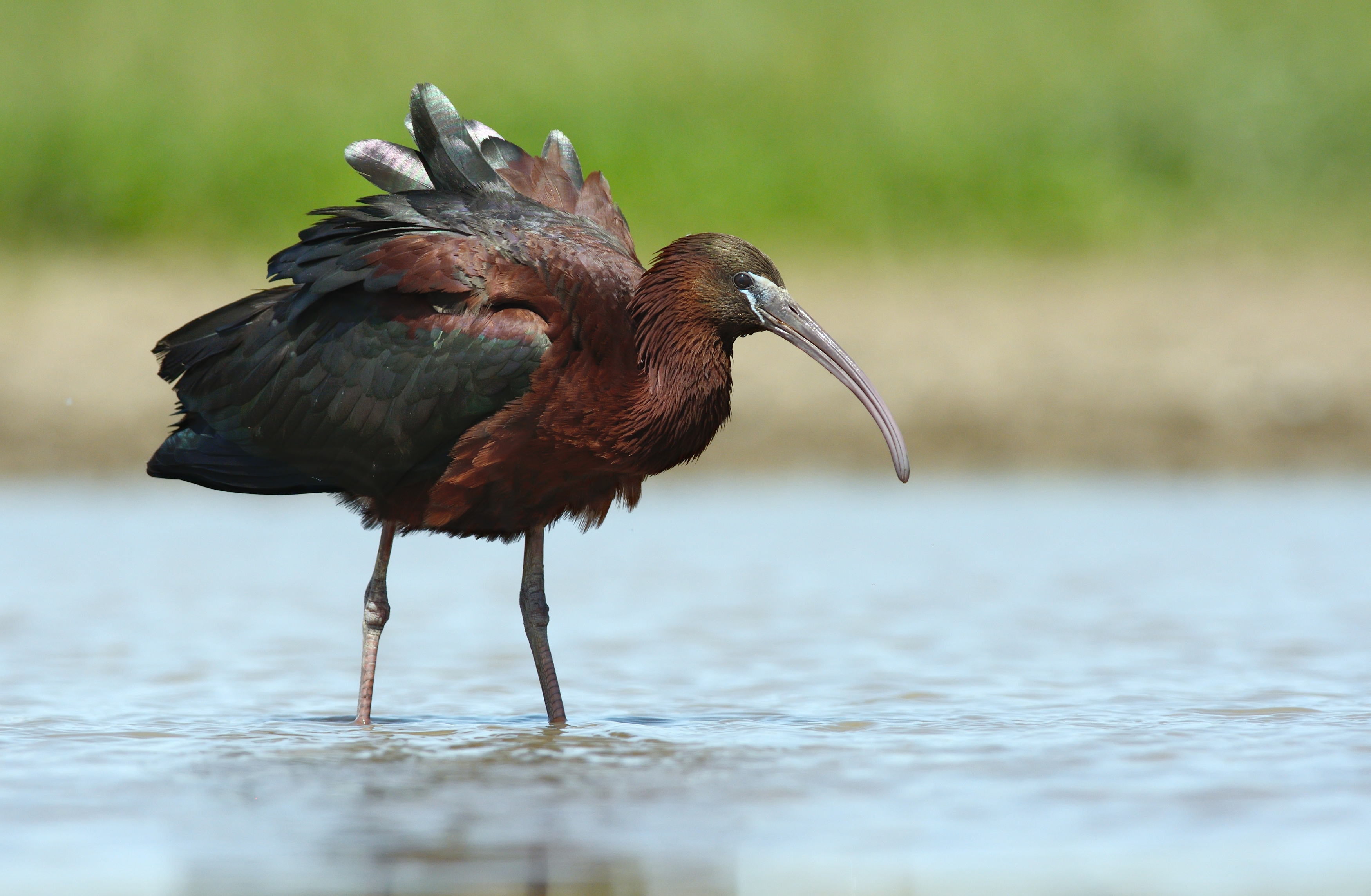 , Сергей Шкарупо