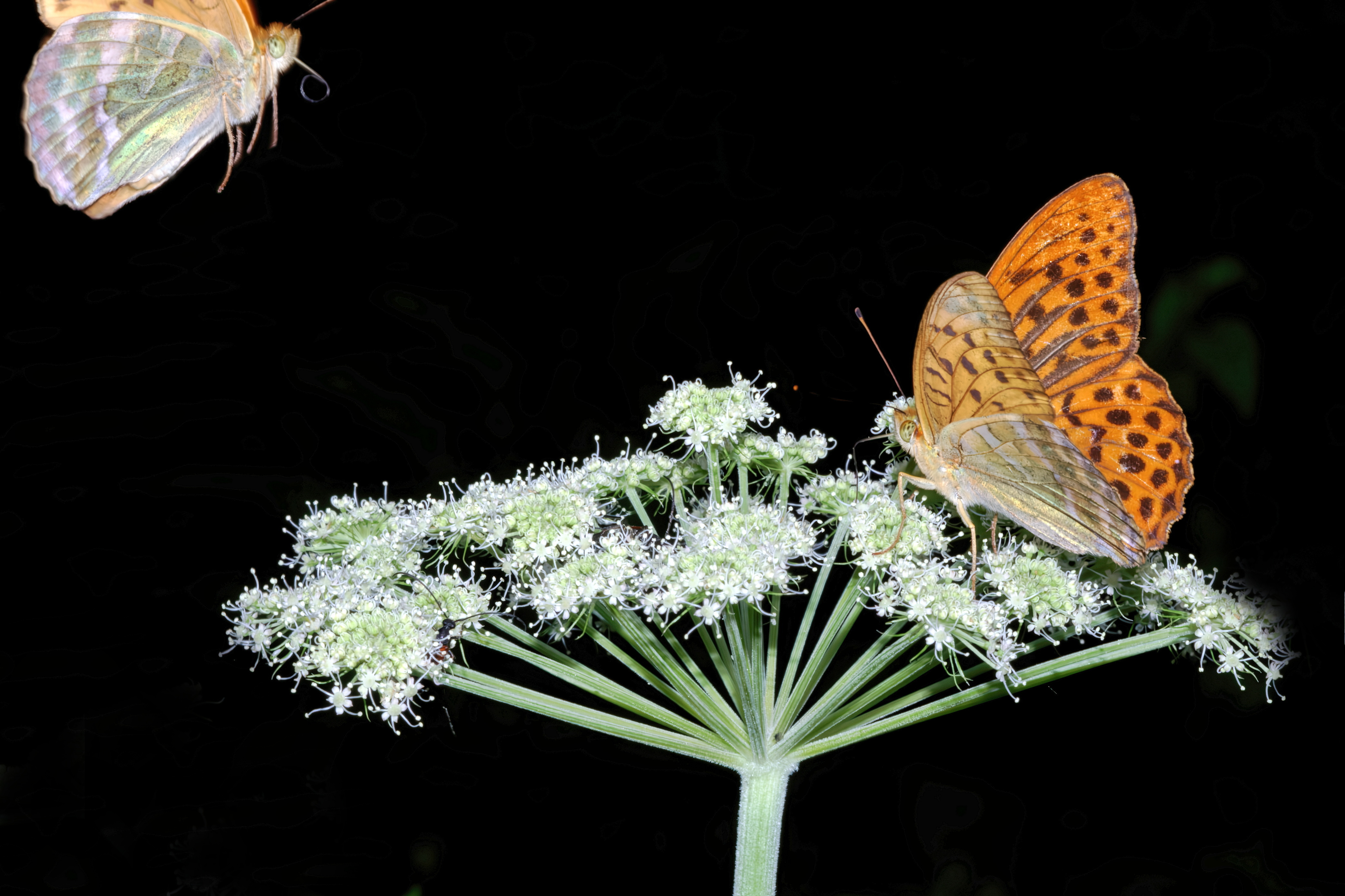 , Кузнецов Дмитрий