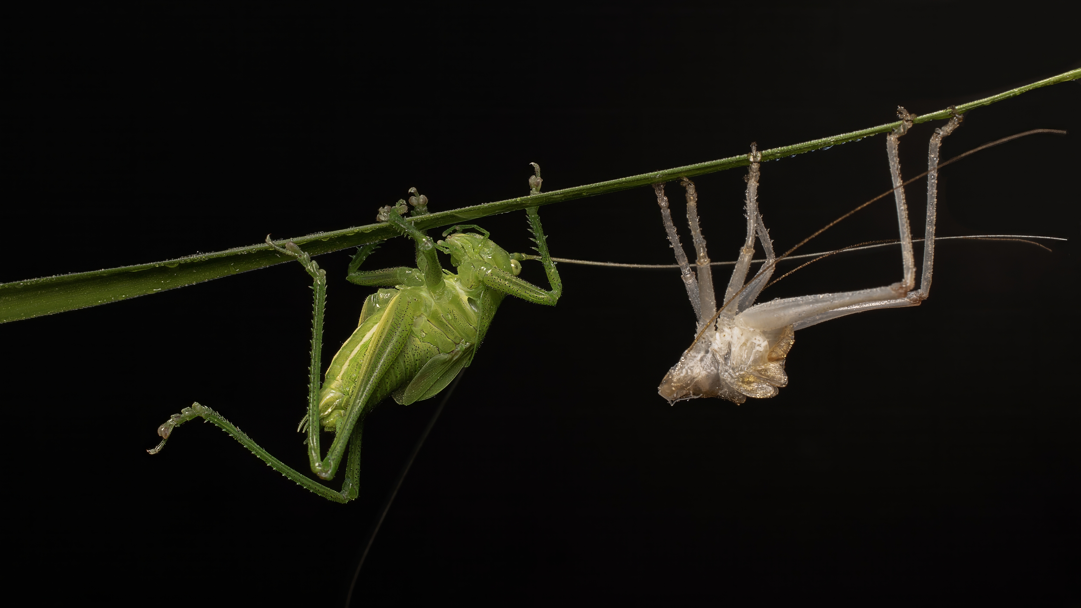 , Людмила Железнова