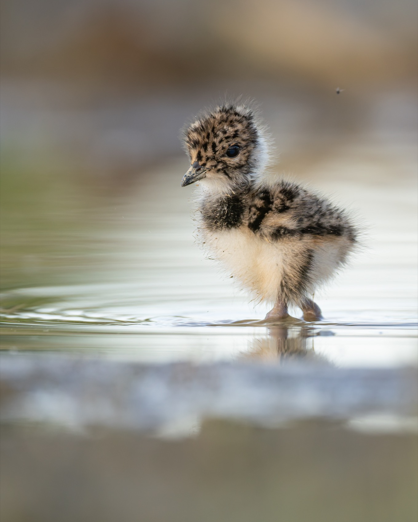 чибисенок, чибис, птицы, птенец, Руслан Pl