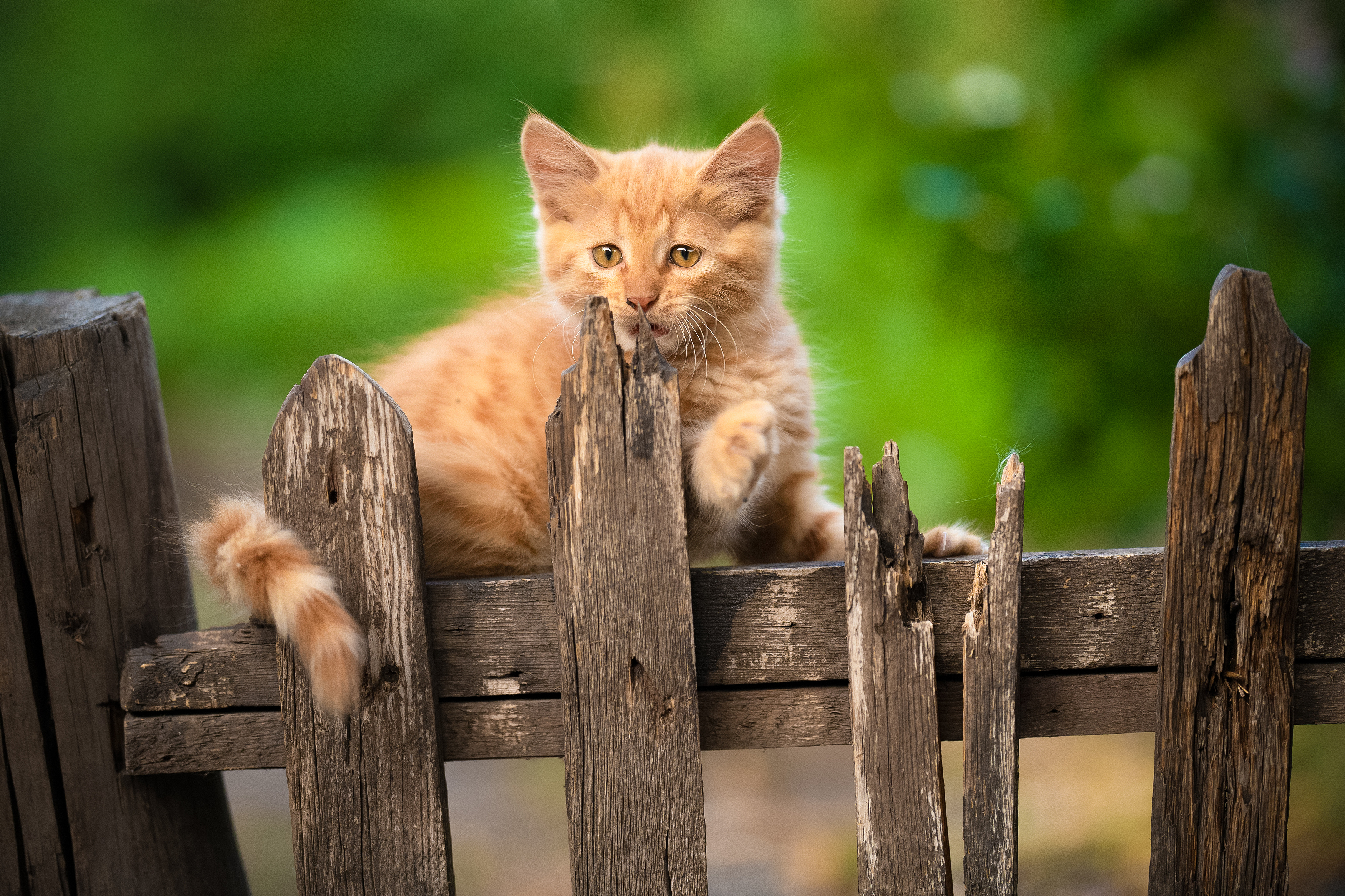 , Коротун Юрий