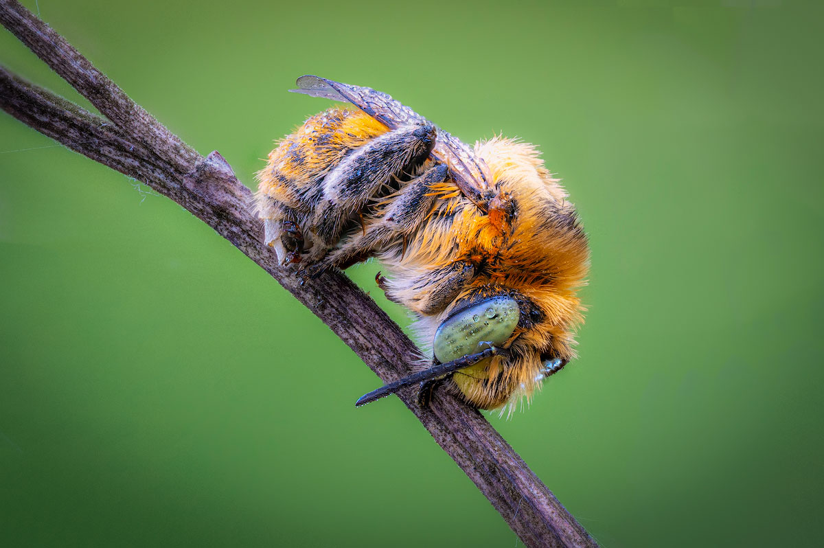 , Сергей Брагин