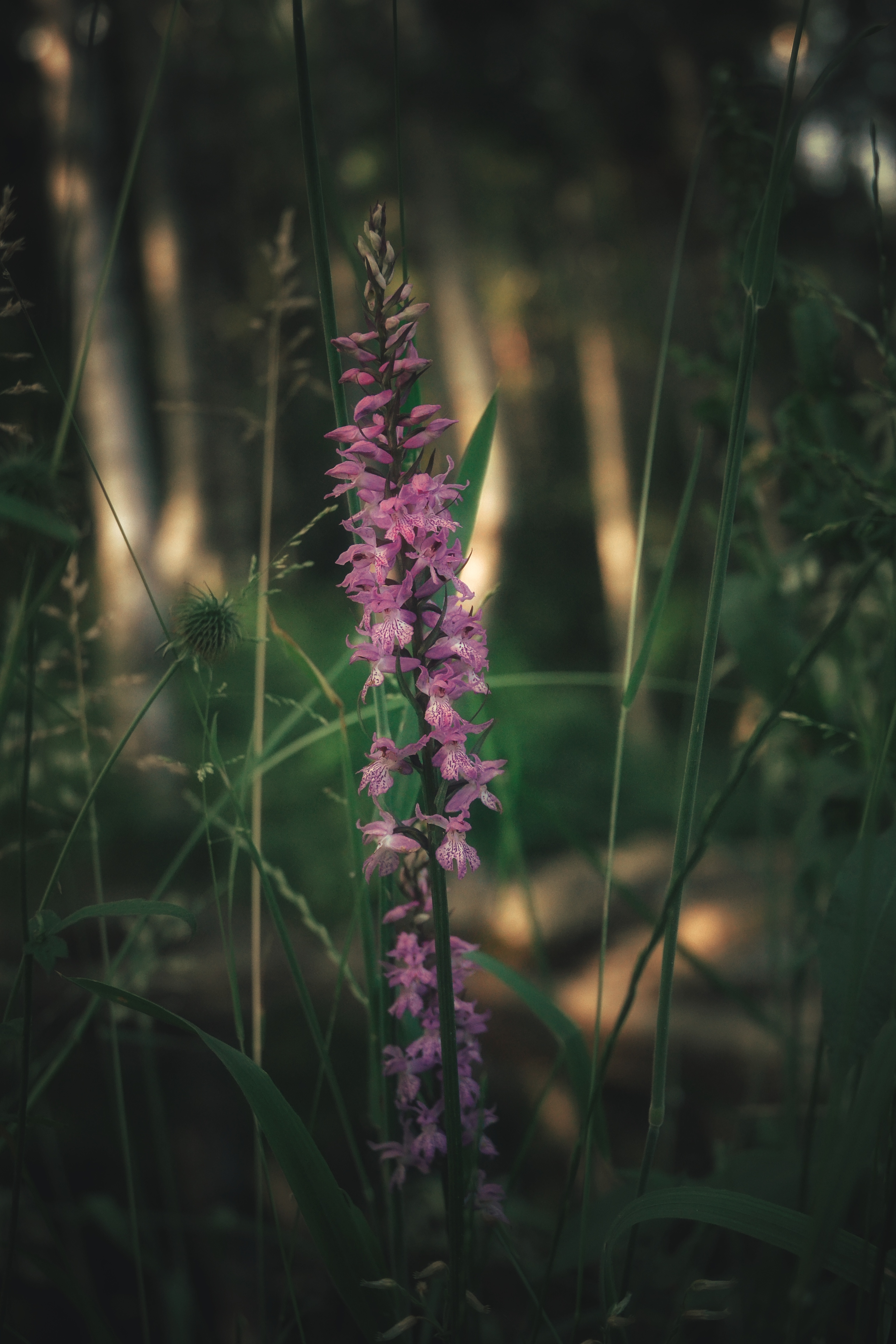 , Юлияна Стоянова