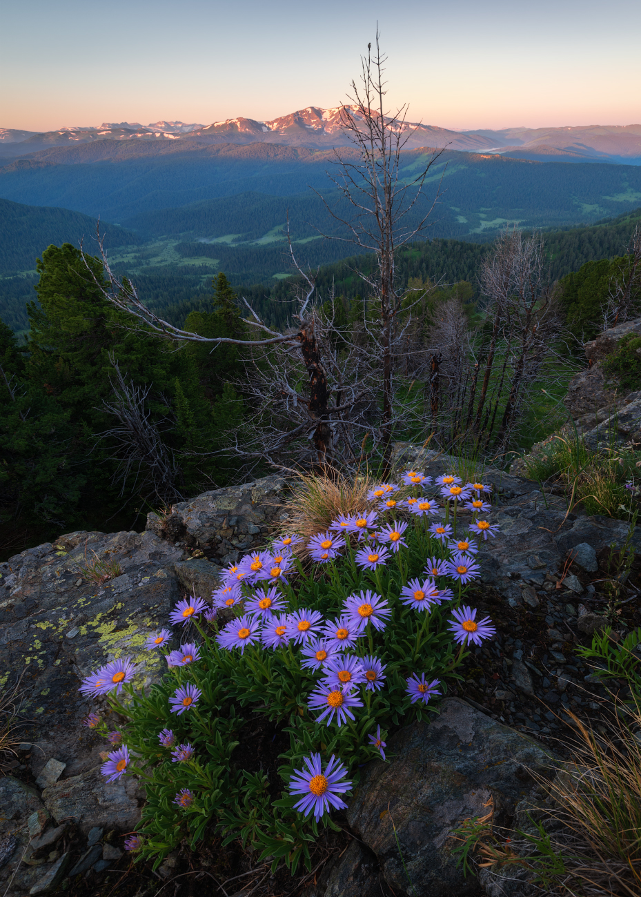 алтай, горный алтай, пейзажи алтая, усть-коксинский район, горы, летний алтай, горная тайга, высокогорье, альпийские астры, цветы алтая, цветы,, Рубан Елена