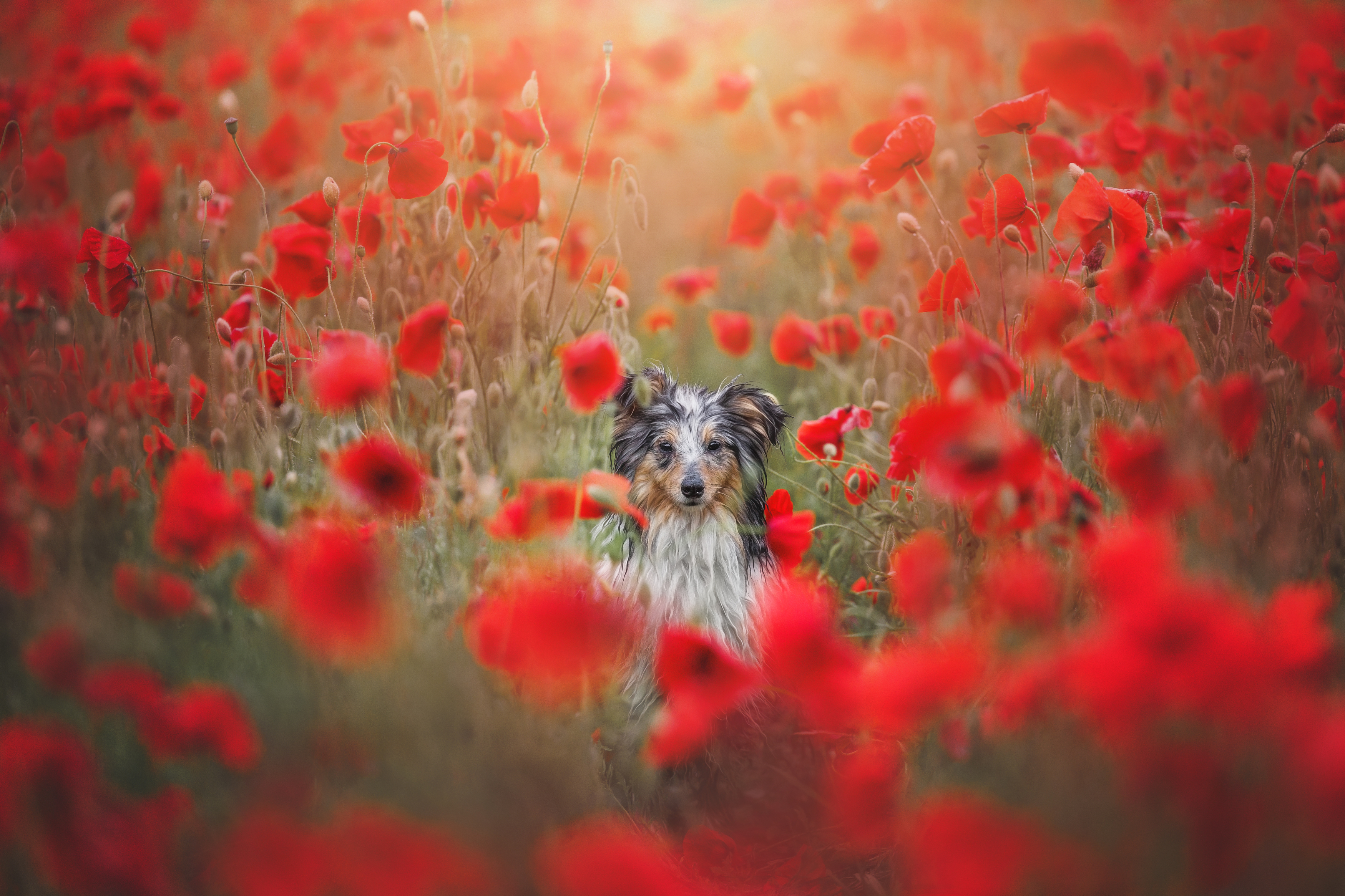 , Яна Нарбутович