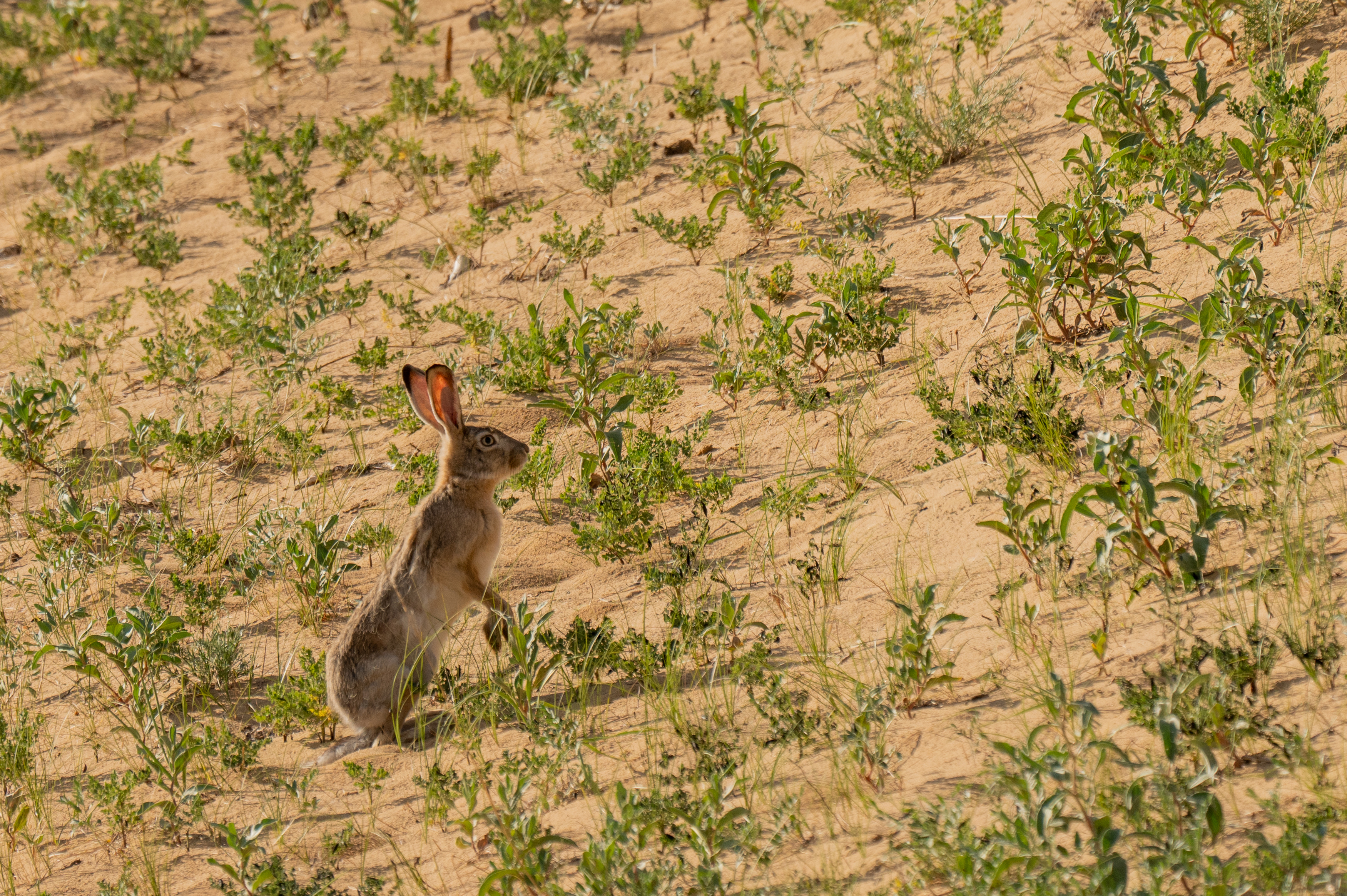 , Владимир Цветов
