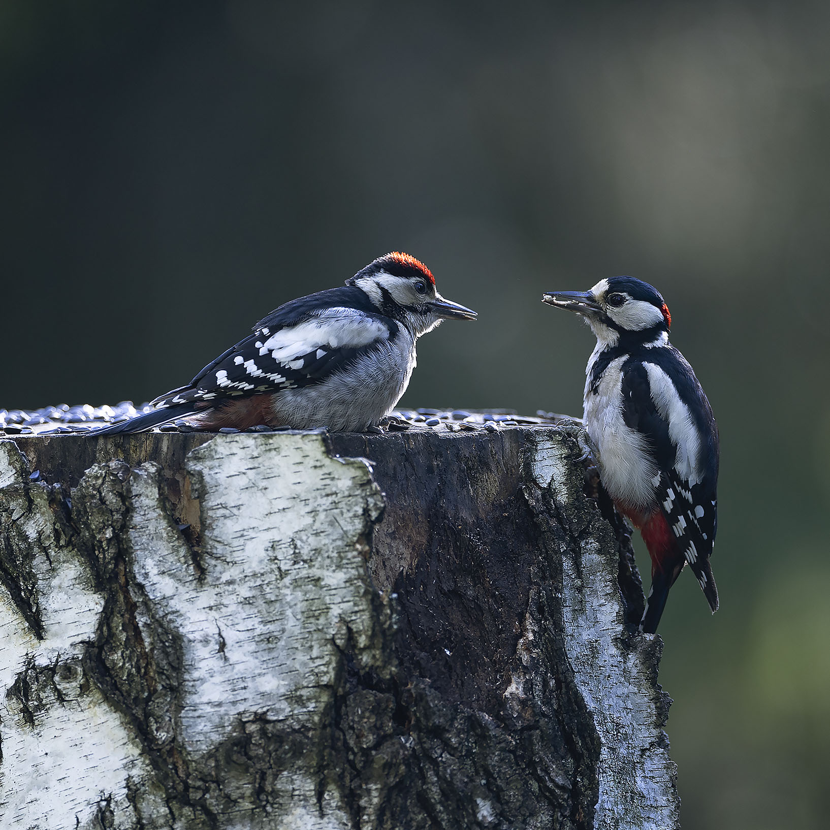 дятлы,птенец,пёстрые, красавчики, ,woodpeckers, beautiful, forest, nature, Стукалова Юлия