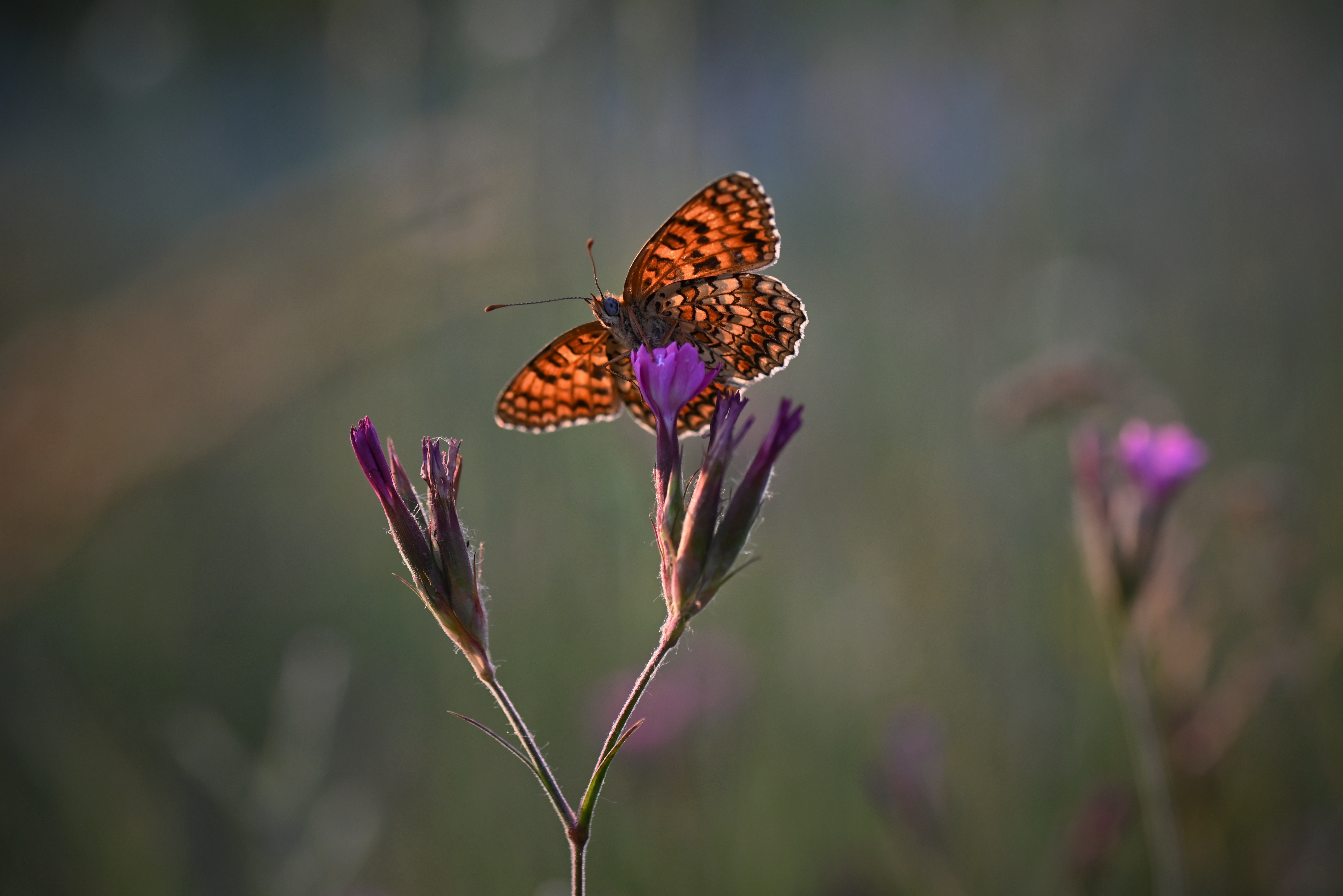 , Герчев Николай
